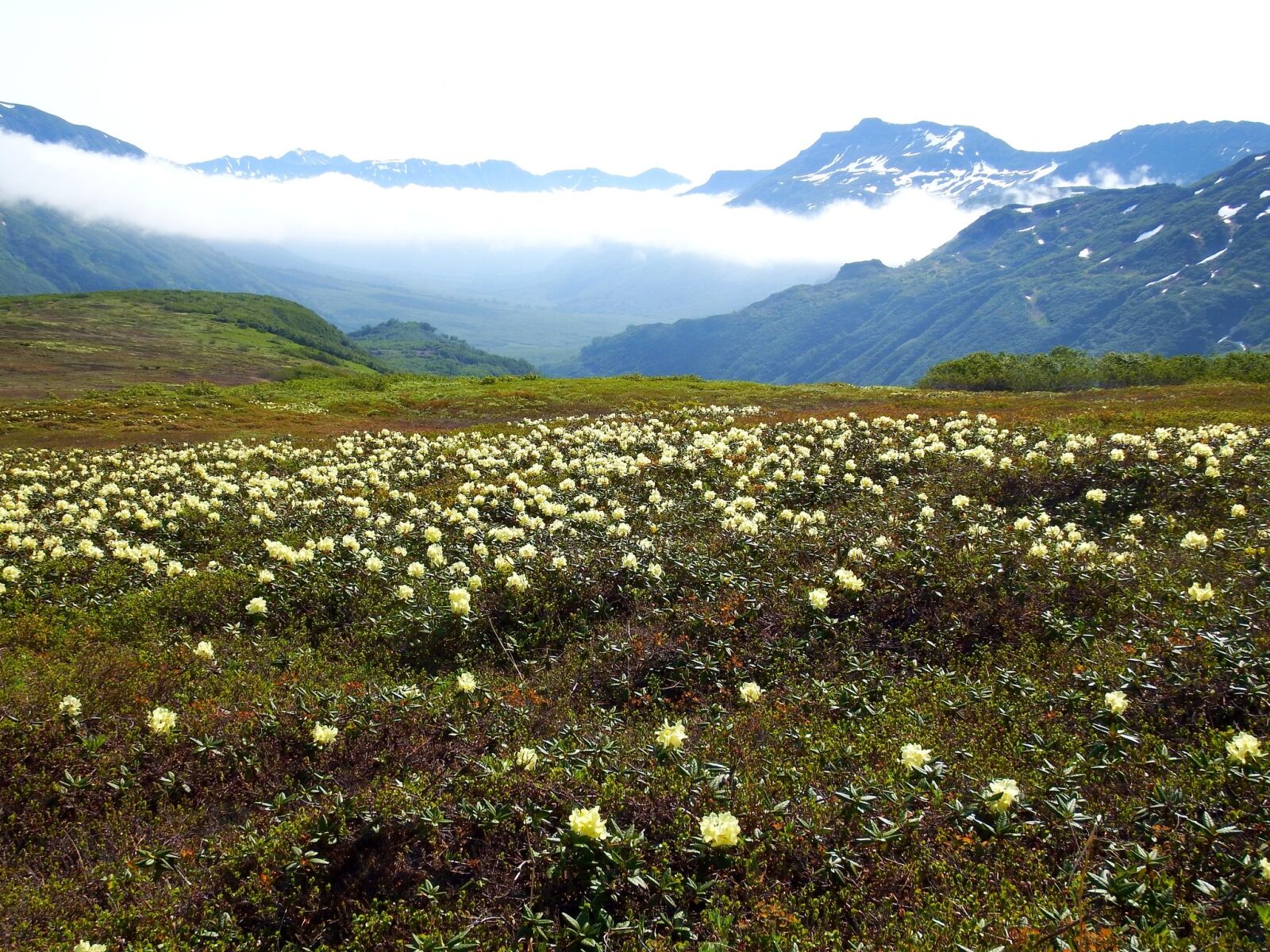 Fujifilm FinePix S1 sample photo. Flowers, rhododendrons, mountains photography