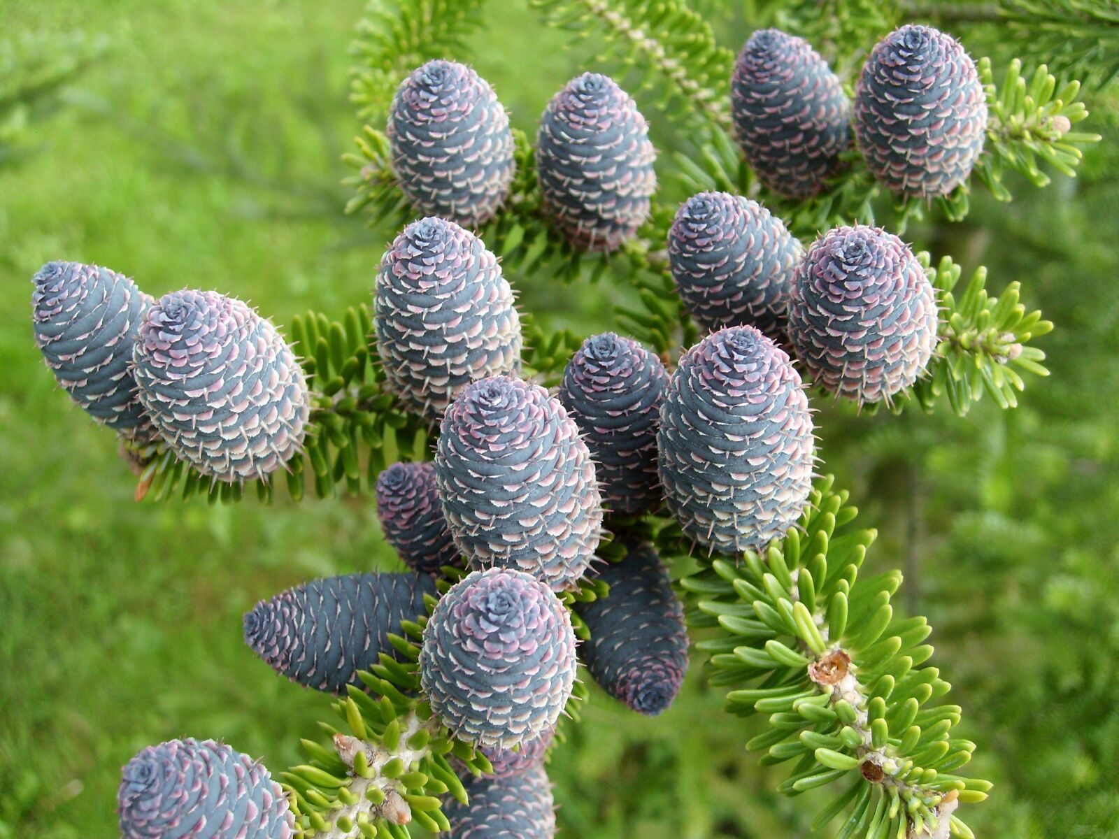 Samsung KENOX S730  / Samsung S730 sample photo. Cones, conifer, closeup photography