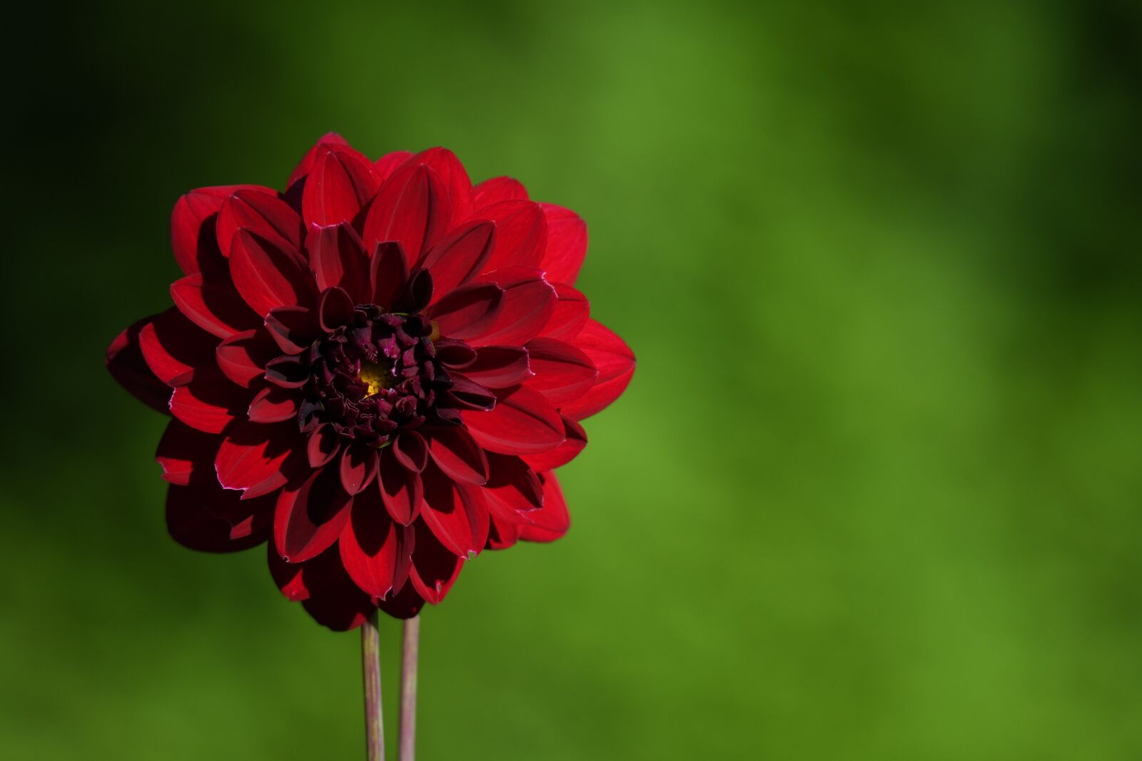 Nikon D500 sample photo. Dahlia, red dahlia, flower photography