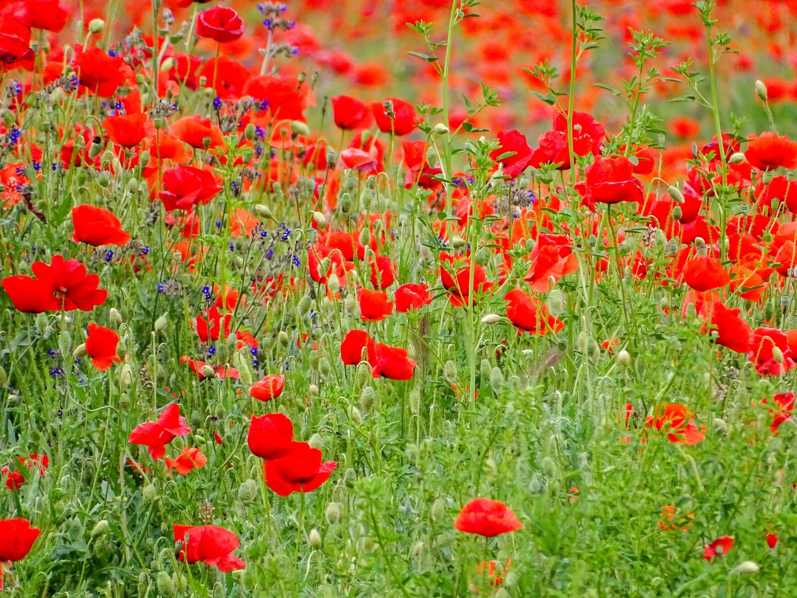 Sony Cyber-shot DSC-HX350 sample photo. Poppy, flower, summer photography