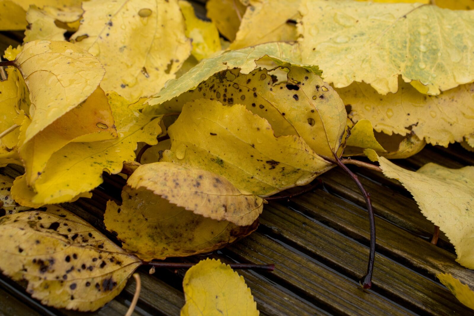 Canon EOS 2000D (EOS Rebel T7 / EOS Kiss X90 / EOS 1500D) sample photo. Autumn, dewdrop, raindrop photography