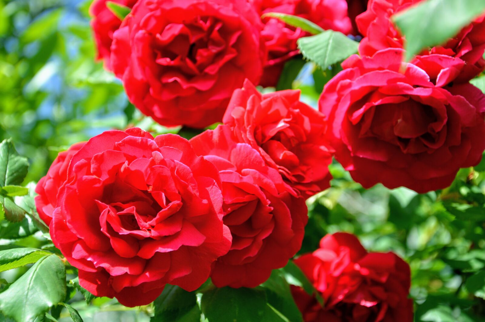 Nikon D3200 sample photo. Rose, red, rosa photography
