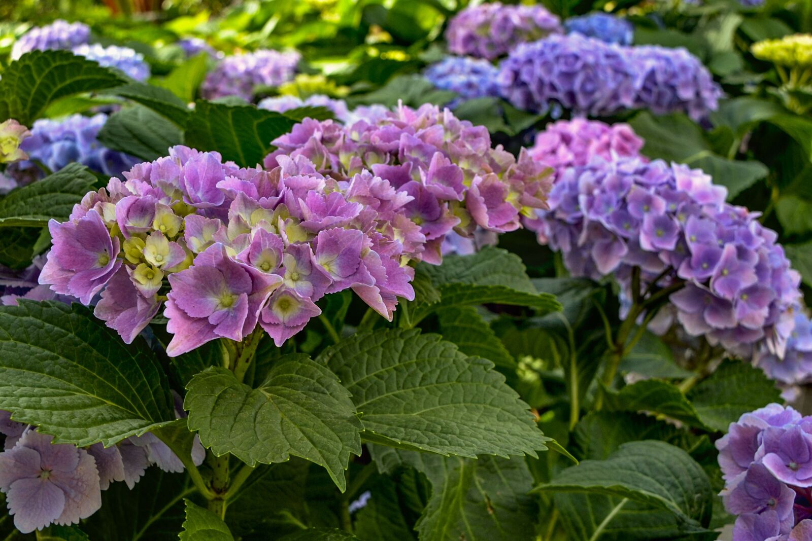Nikon D3100 sample photo. Hydrangeas, garden, nature photography