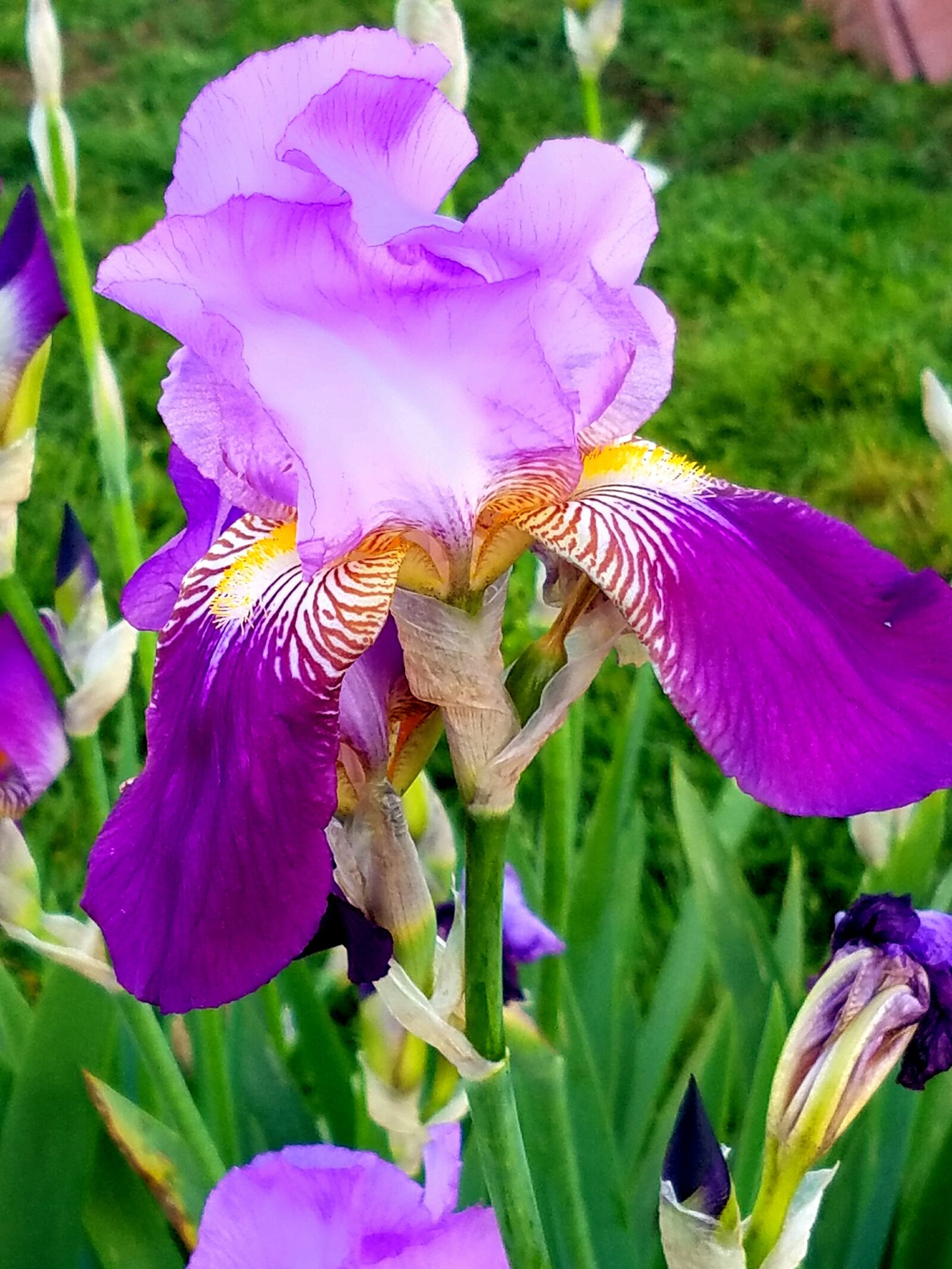 Samsung Galaxy S7 Edge sample photo. Iris, purple, flower photography