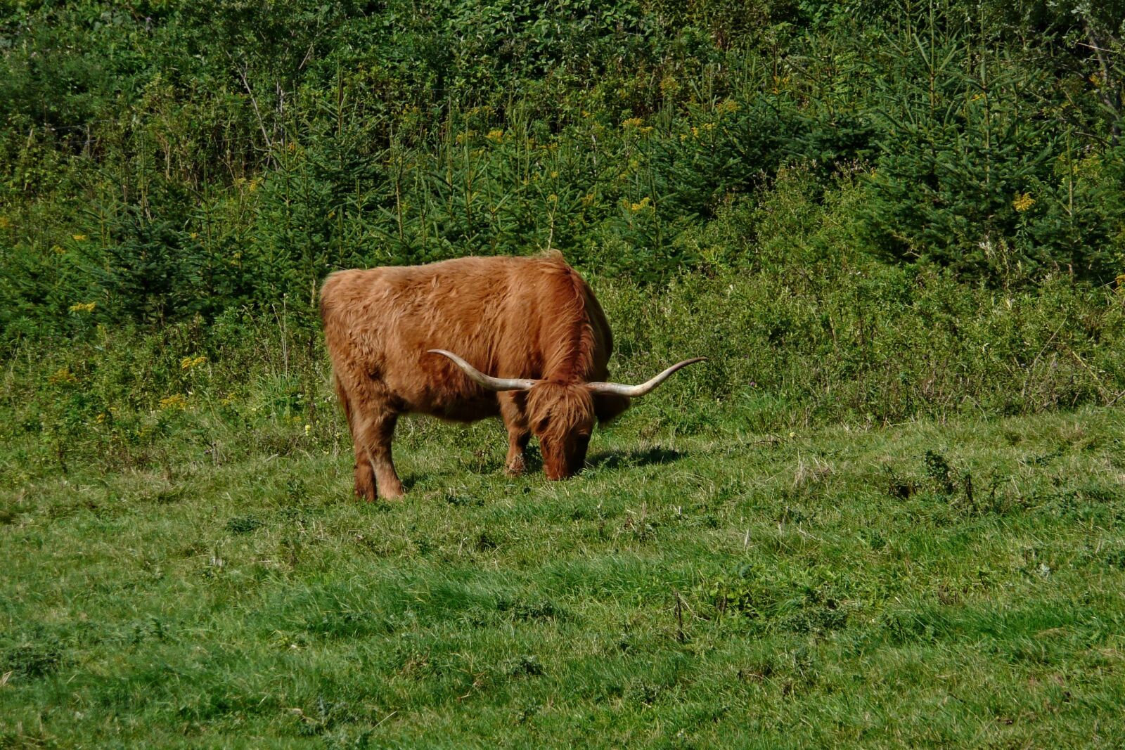 Panasonic DMC-TZ3 sample photo. Oxen, grazing, cattle photography
