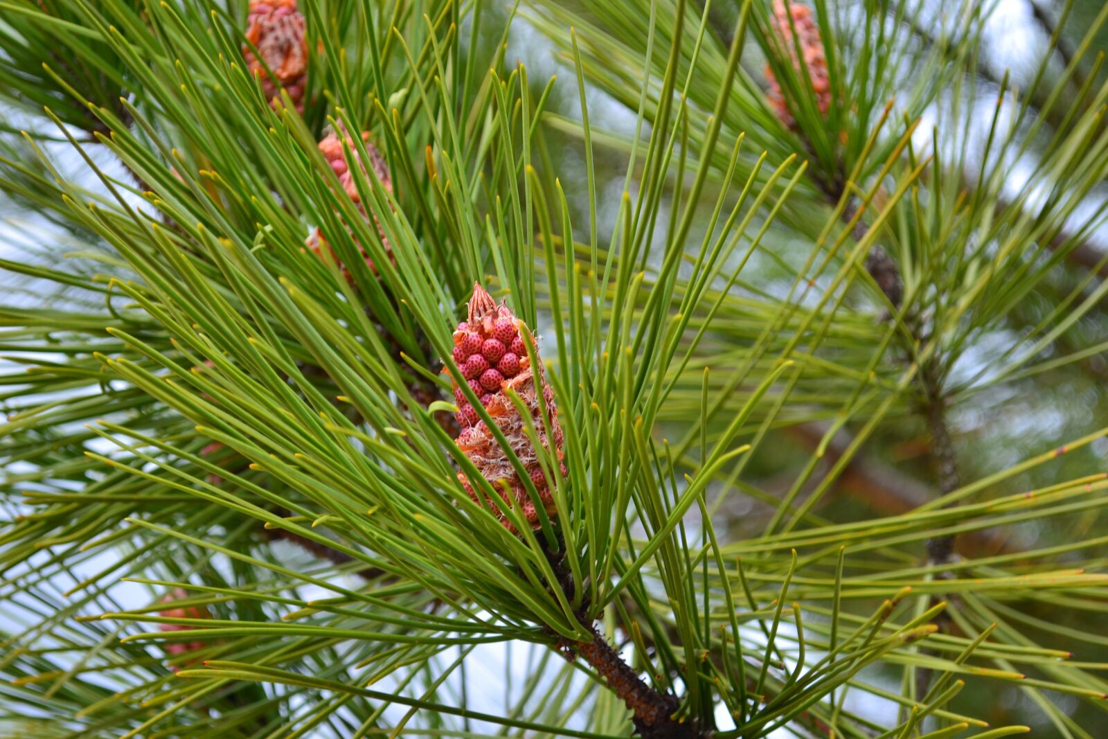 Nikon D3100 sample photo. Pine, cone, points photography