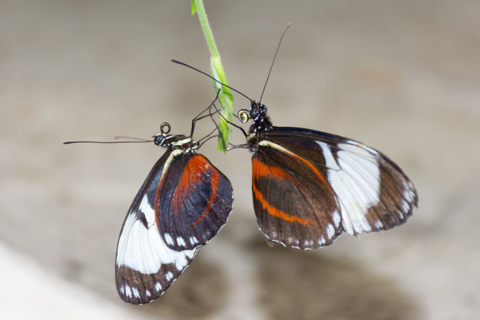 Nikon D7200 sample photo. Butterflies, butterfly, bug photography