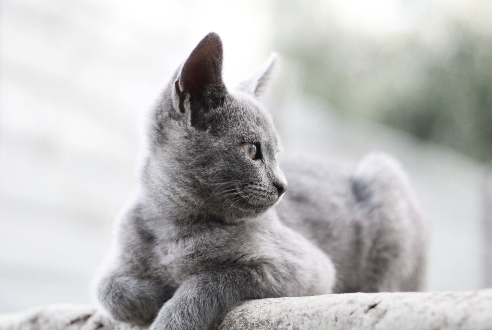 Canon EOS 1100D (EOS Rebel T3 / EOS Kiss X50) sample photo. Cat, kitten, grey photography