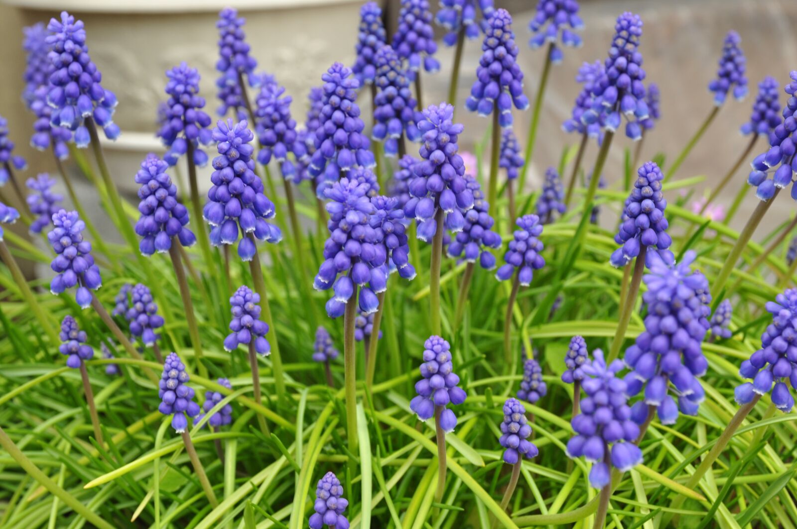 Nikon D5000 sample photo. Flower, purple, purple flower photography