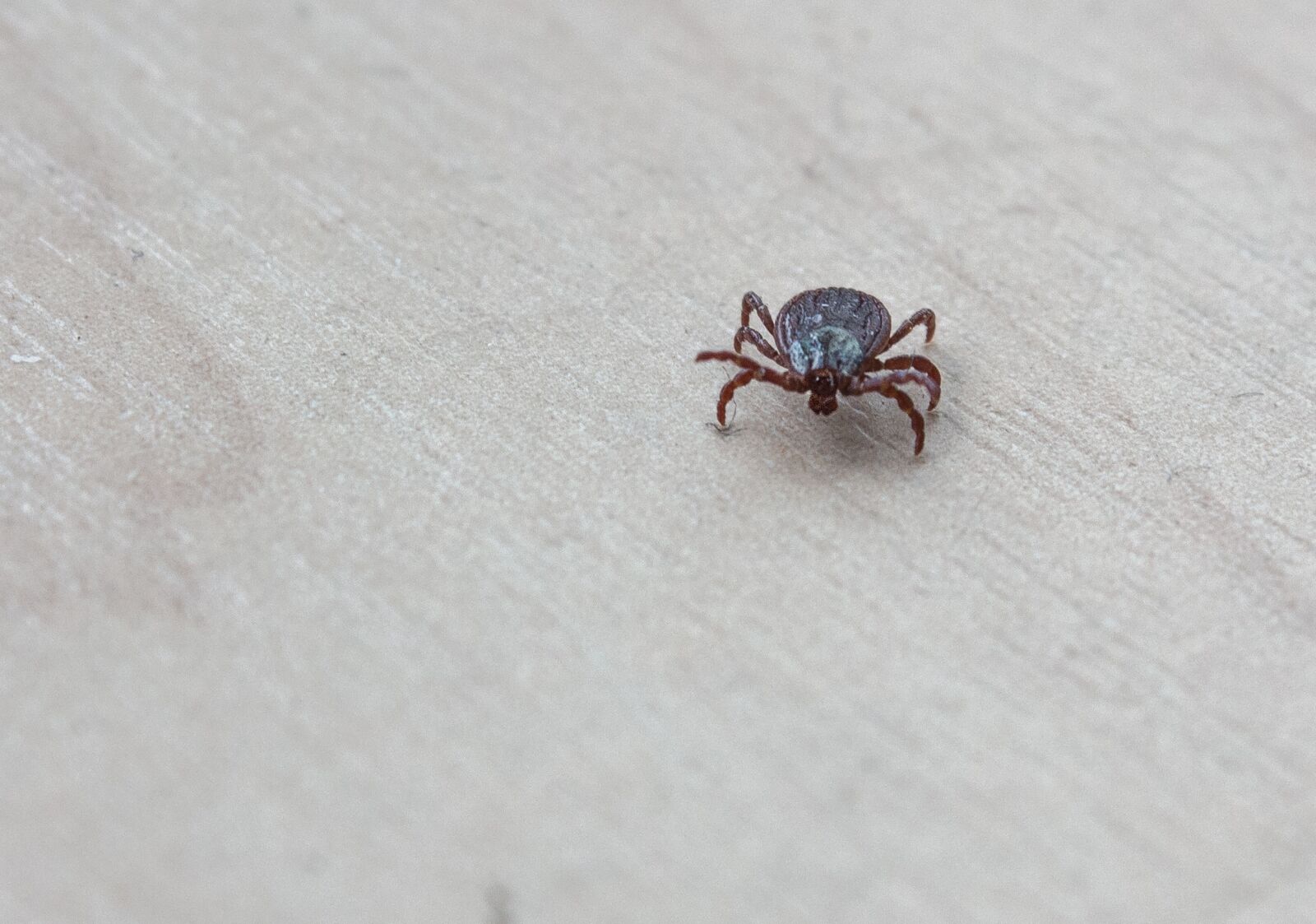 Canon EOS 650D (EOS Rebel T4i / EOS Kiss X6i) sample photo. Mite, insect, vermin photography