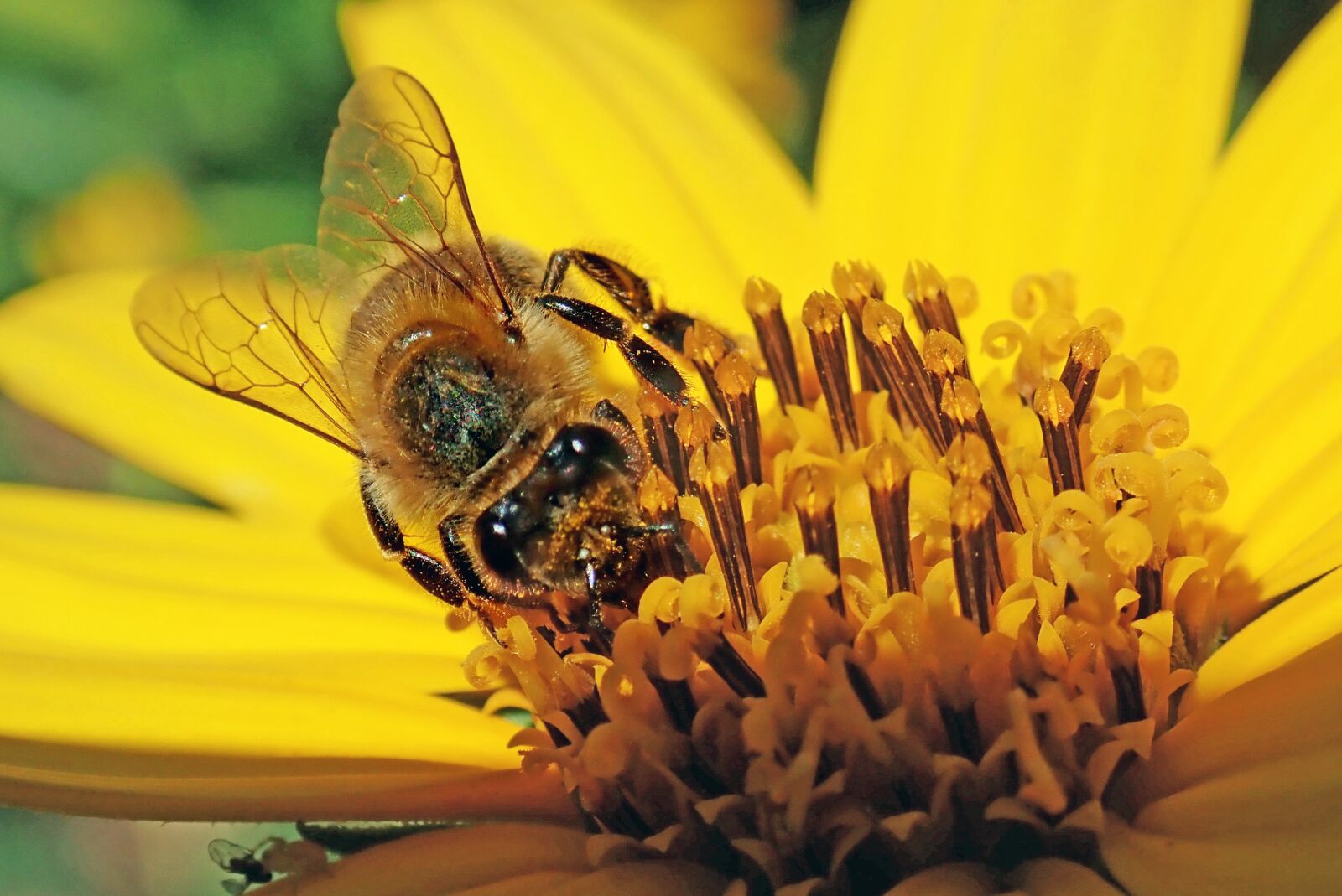 Olympus TG-5 sample photo. Bee, insect, flower photography
