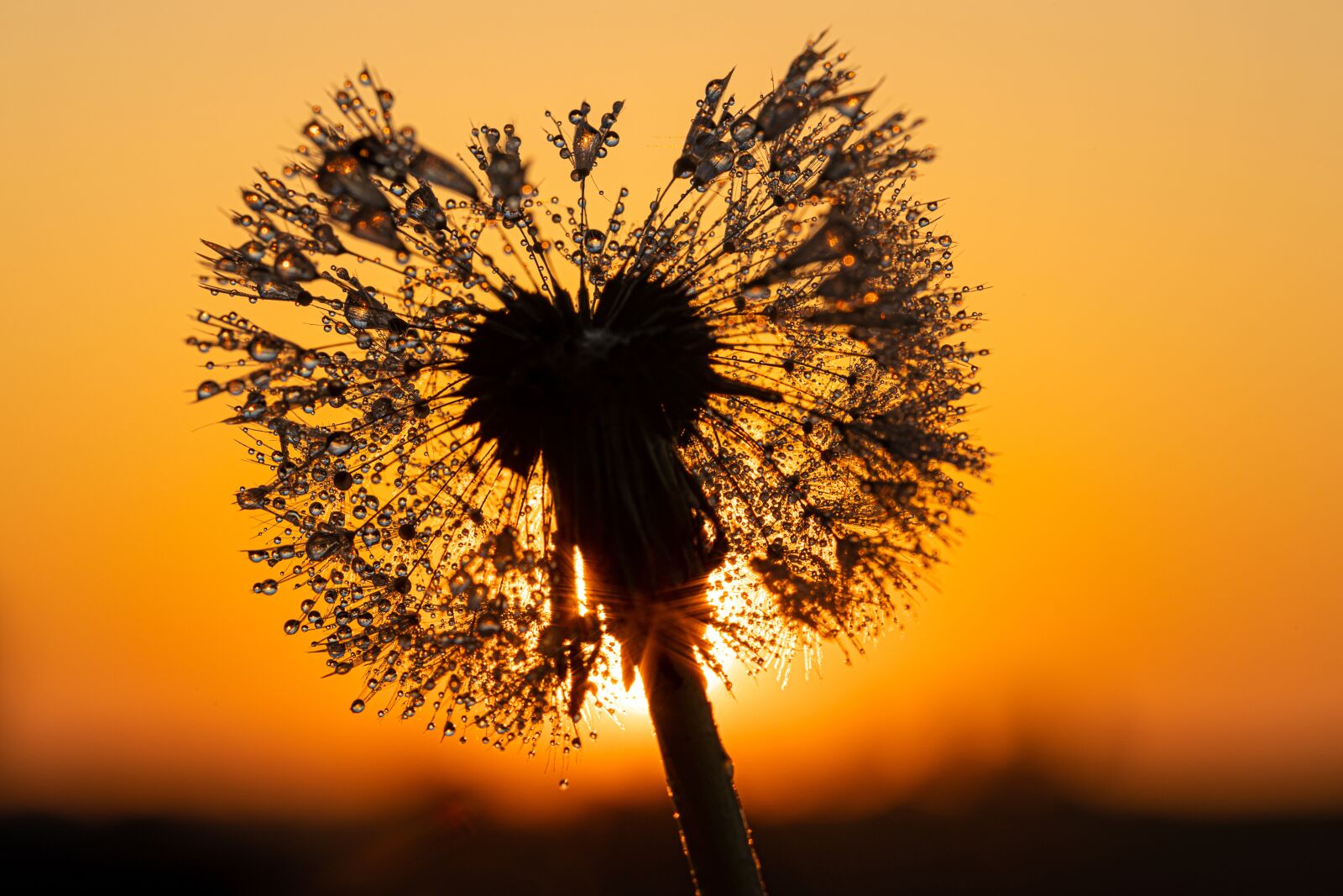 Canon EOS R sample photo. Dandelion, drip, sunset photography