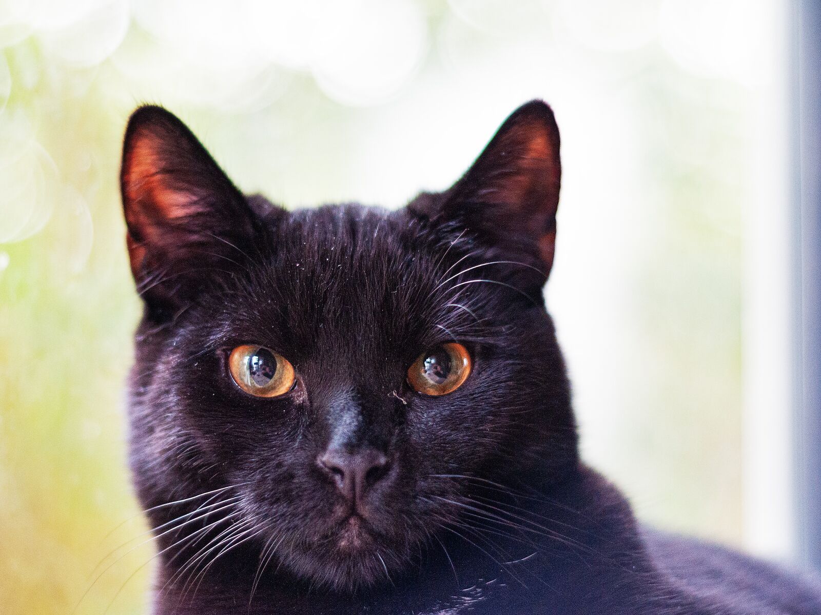 Nikon D300S sample photo. Cat, black, close up photography