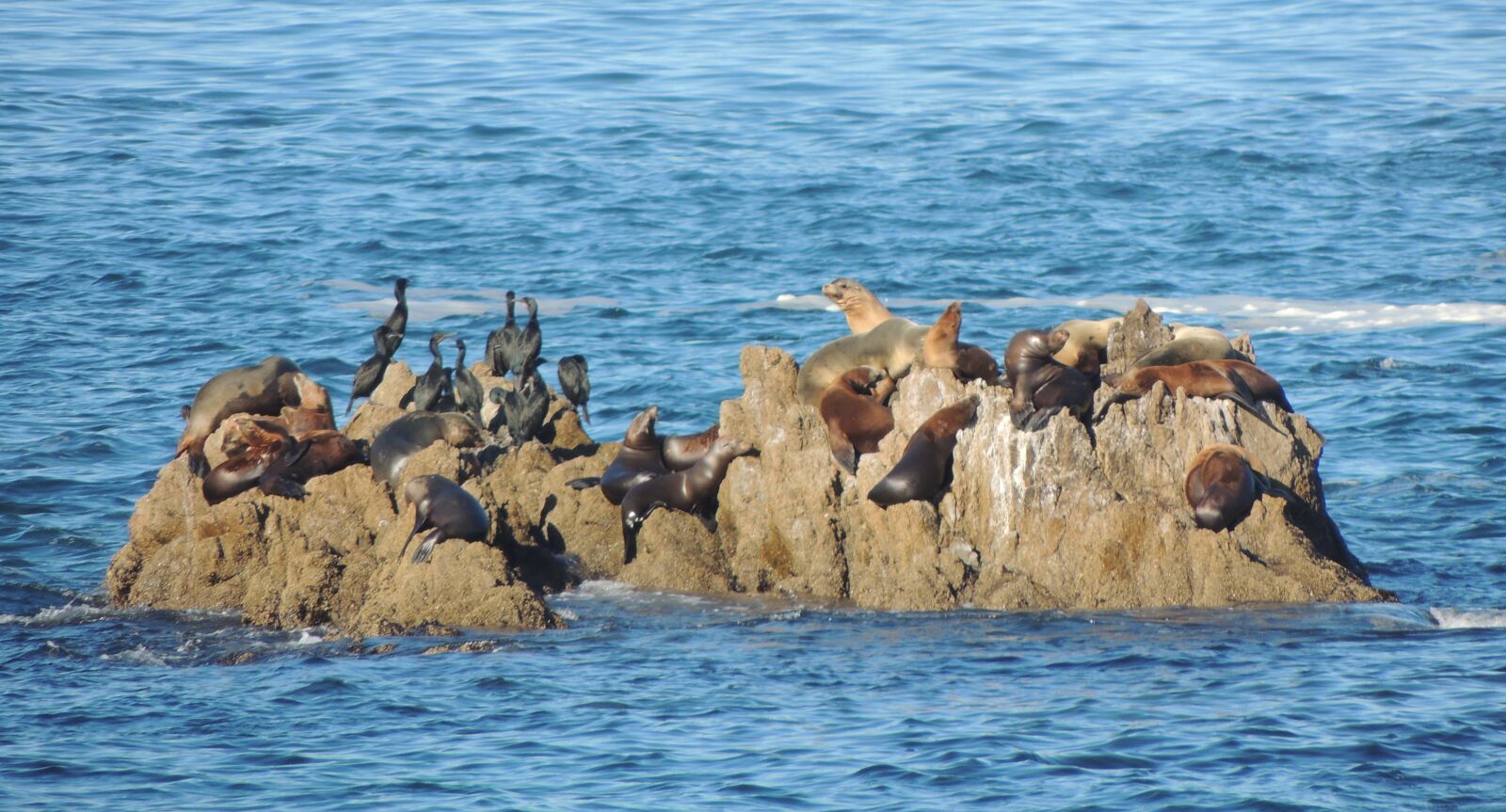 Nikon Coolpix P510 sample photo. Sea, lions, animal photography
