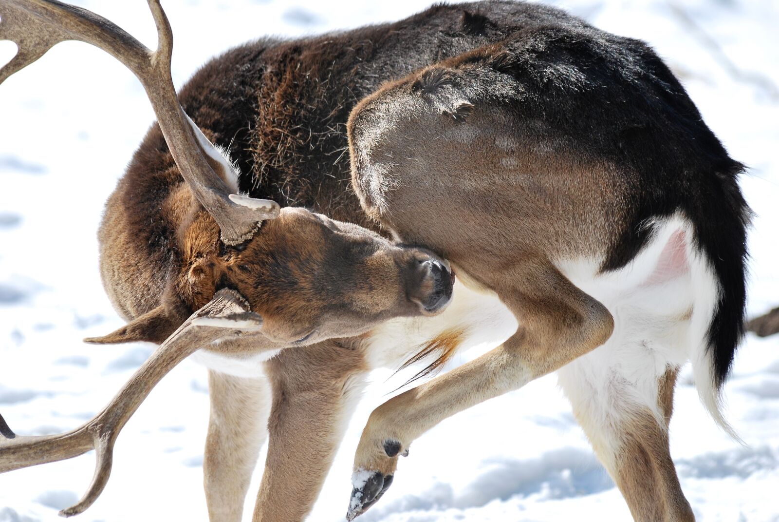 Nikon D60 sample photo. Roe deer, animal, antler photography