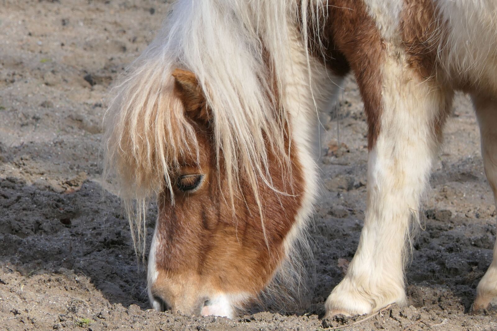 Panasonic Lumix DMC-FZ2500 (Lumix DMC-FZ2000) sample photo. Pony, portrait, animal photography