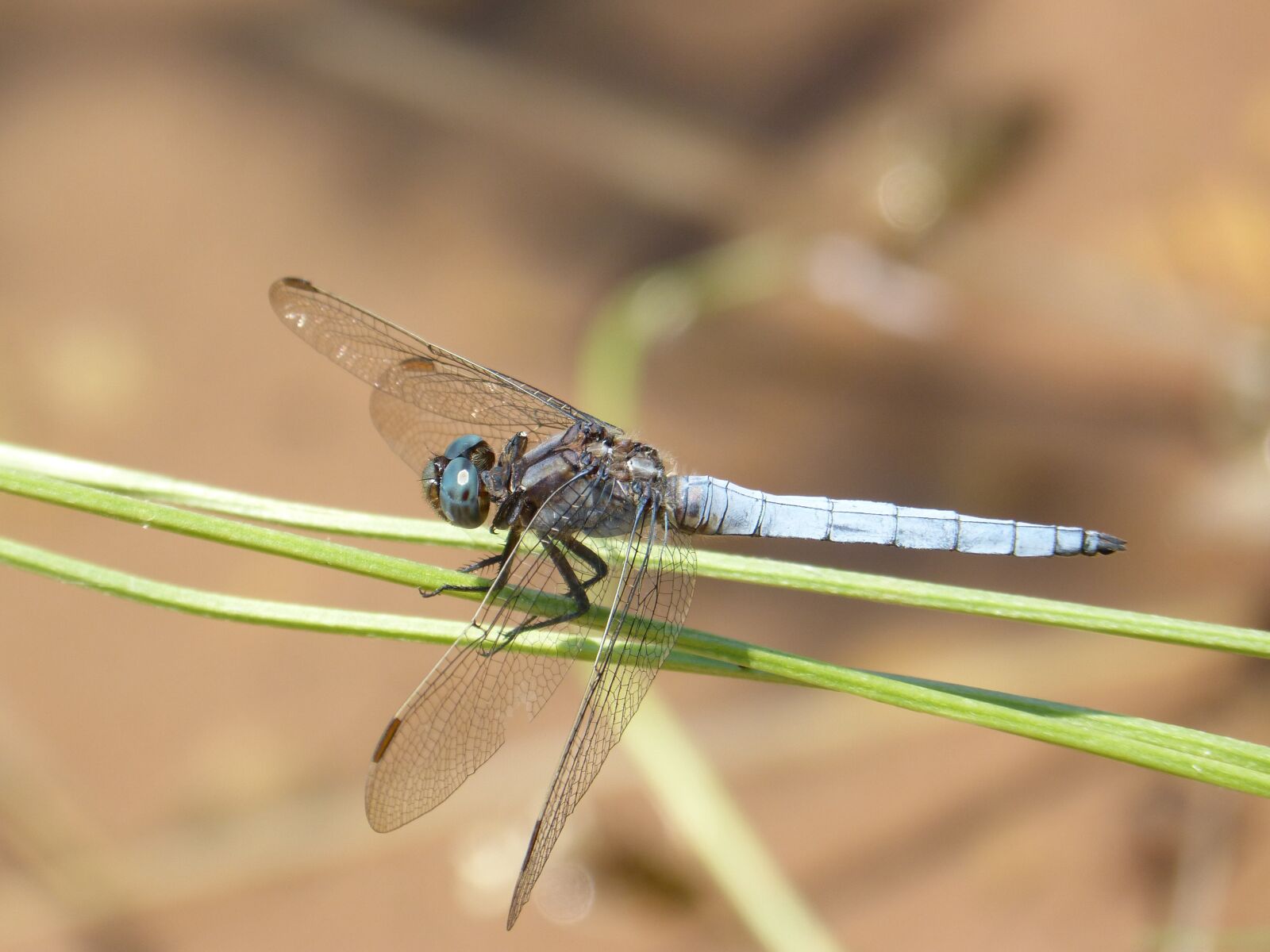 Panasonic DMC-FZ62 sample photo. Dragonfly, orthetrum brunneum, blue photography