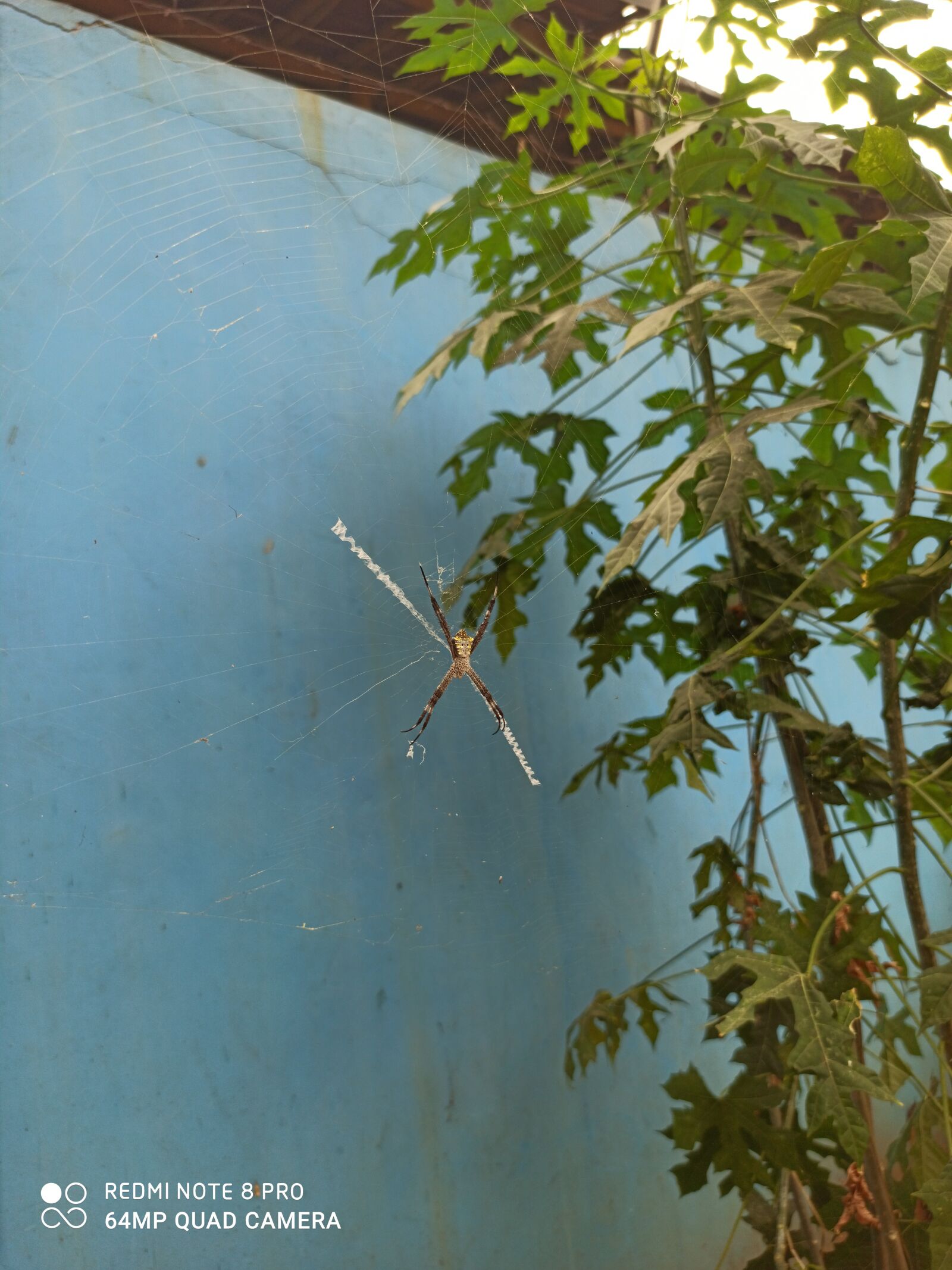 Xiaomi Redmi Note 8 Pro sample photo. Spider, summer, tree photography