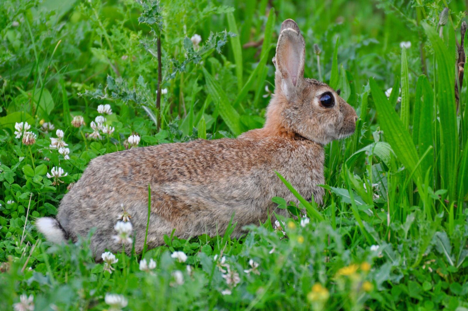 Nikon D90 sample photo. Hare, rabbit, fur photography