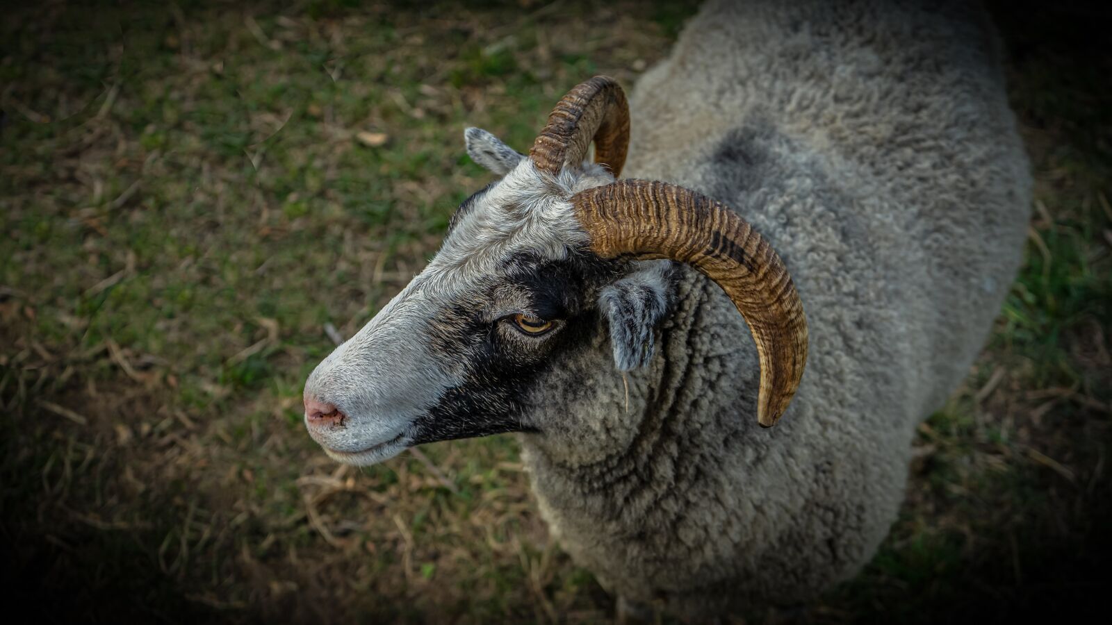 Sony a7 II + Sony FE 28-70mm F3.5-5.6 OSS sample photo. Ram, bock, animal photography