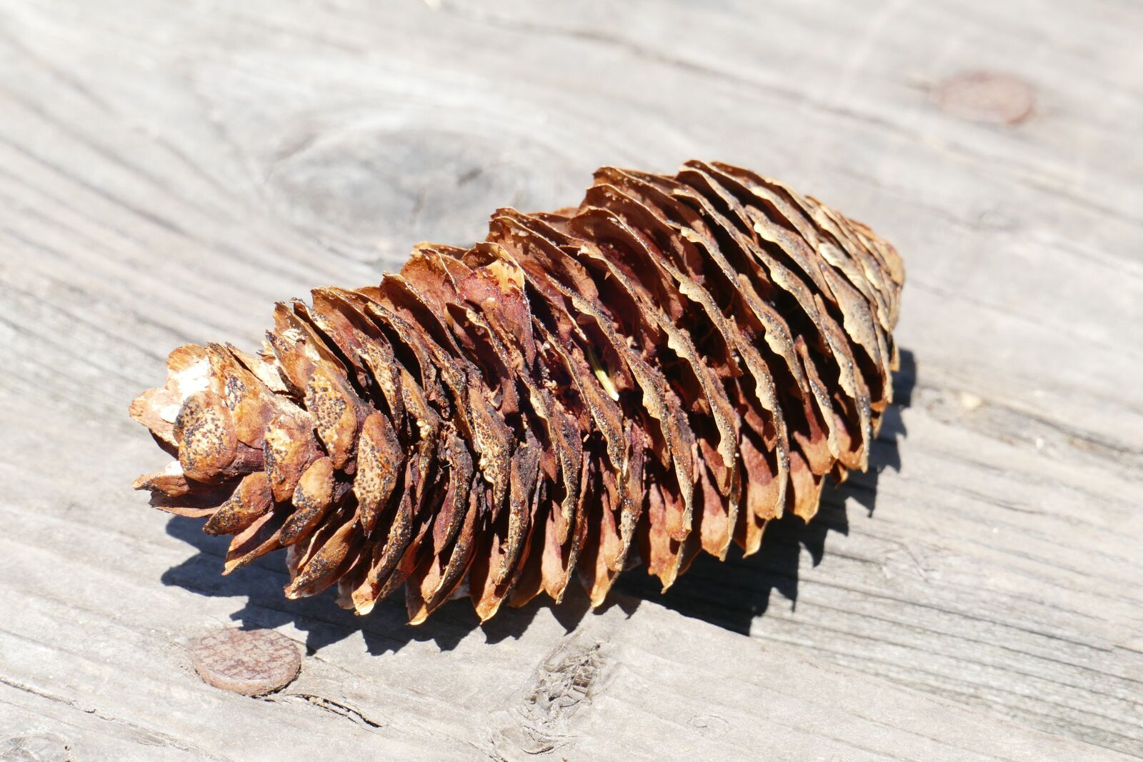 Panasonic Lumix DMC-FZ1000 sample photo. Pine cones, nature, wood photography