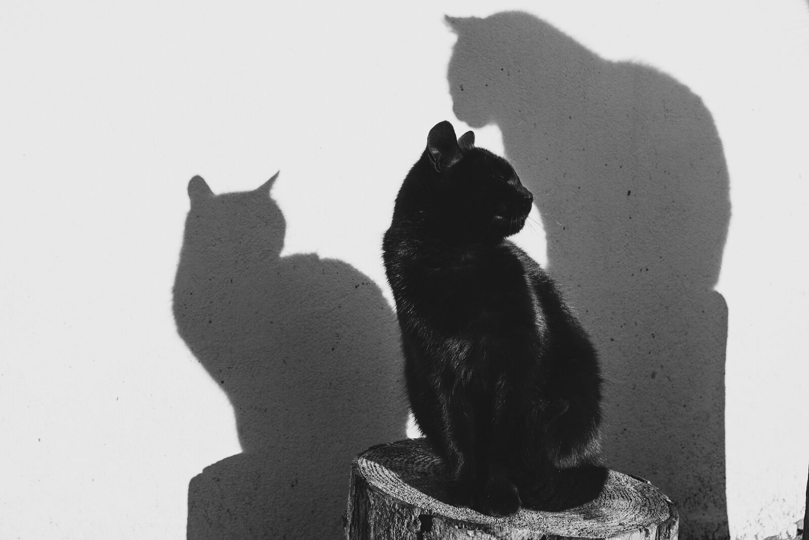 Nikon D3100 sample photo. Animals, black and white photography