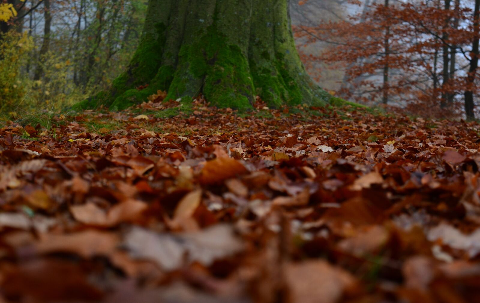 Nikon D5200 sample photo. Autumn, park, november photography