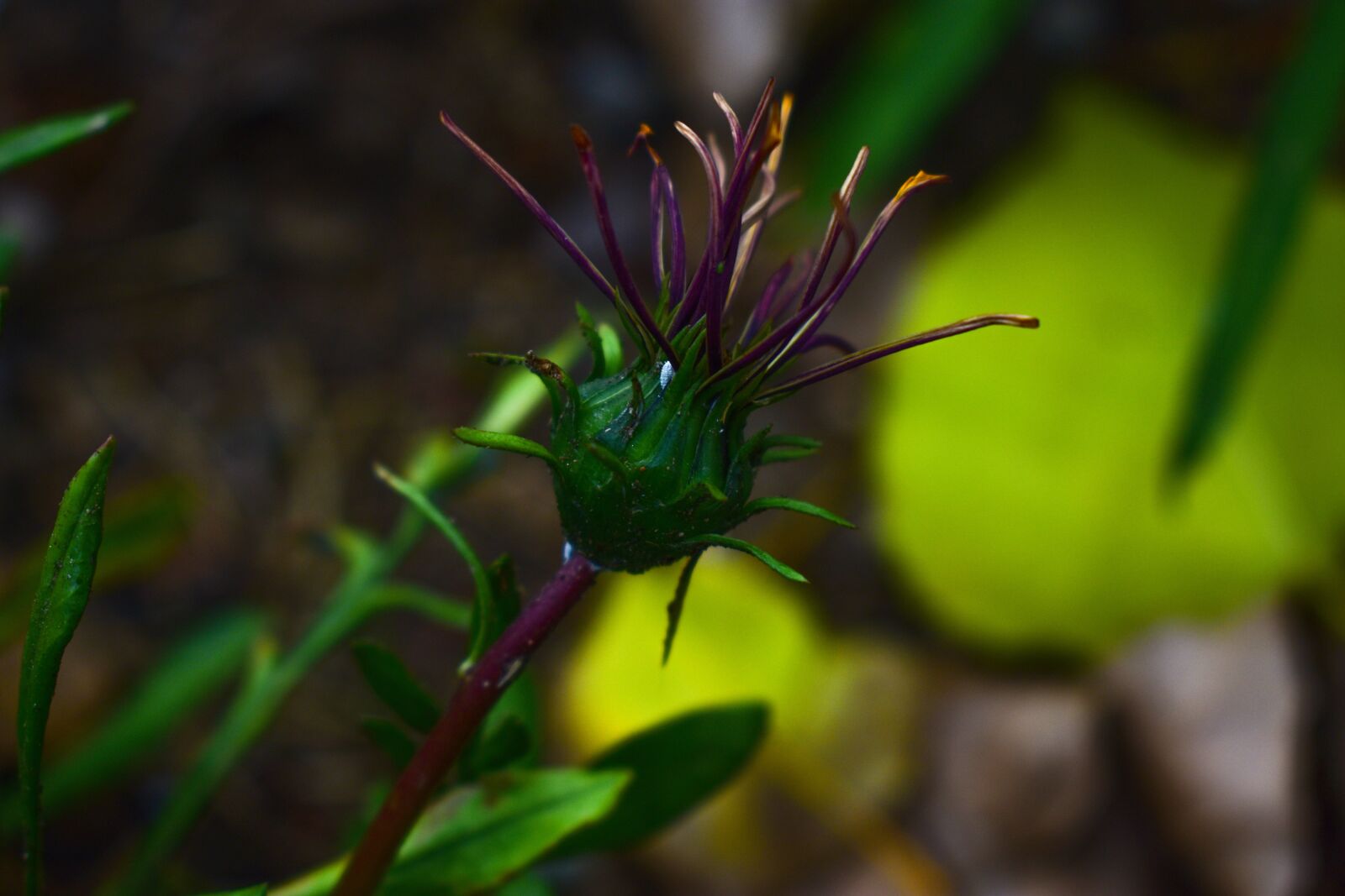 Nikon D3400 sample photo. Nature, leaf, plant photography