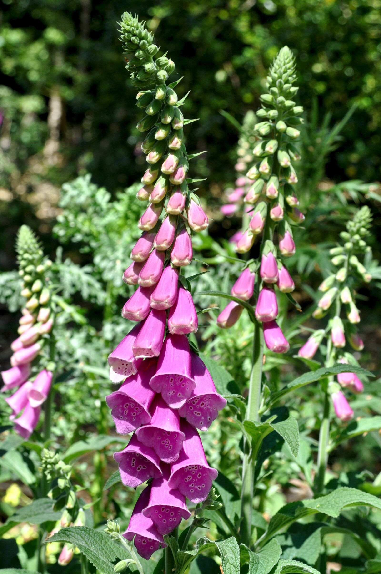 Nikon D90 sample photo. Foxglove, wild flower, spring photography