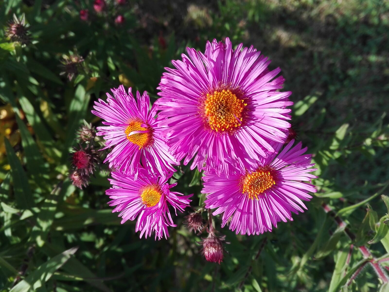HUAWEI P8 Lite sample photo. Autumn, flower, flora photography