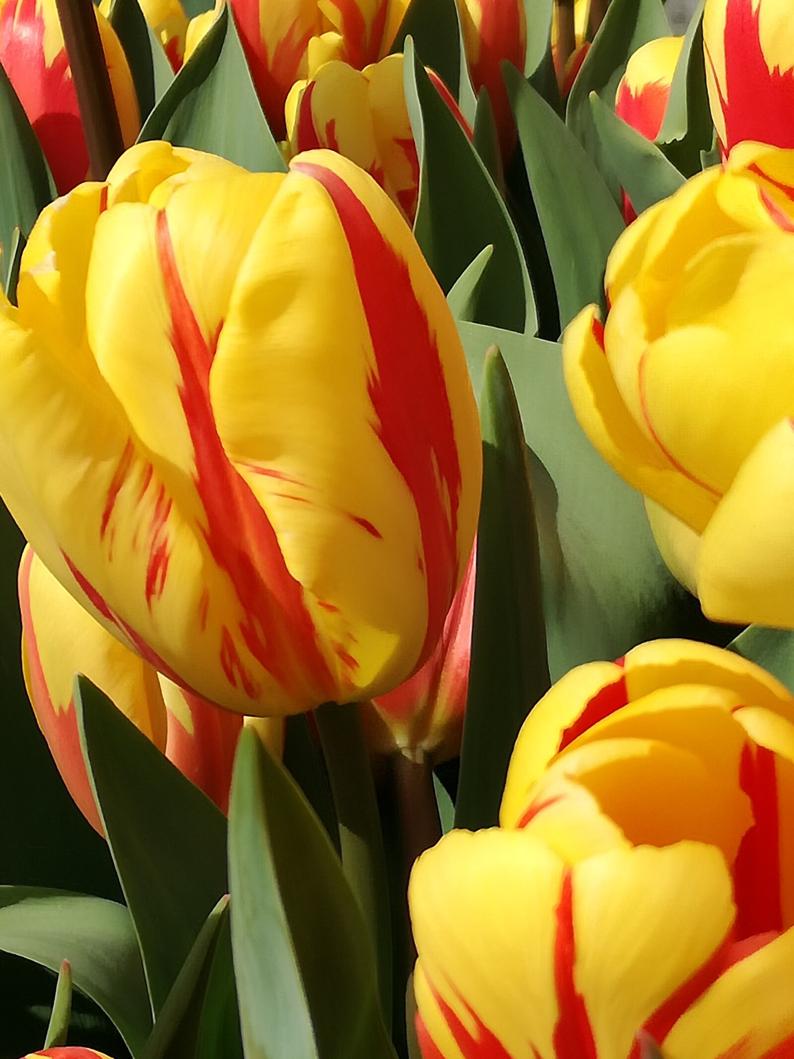 HUAWEI P9 LITE sample photo. Tulips, flowers photography