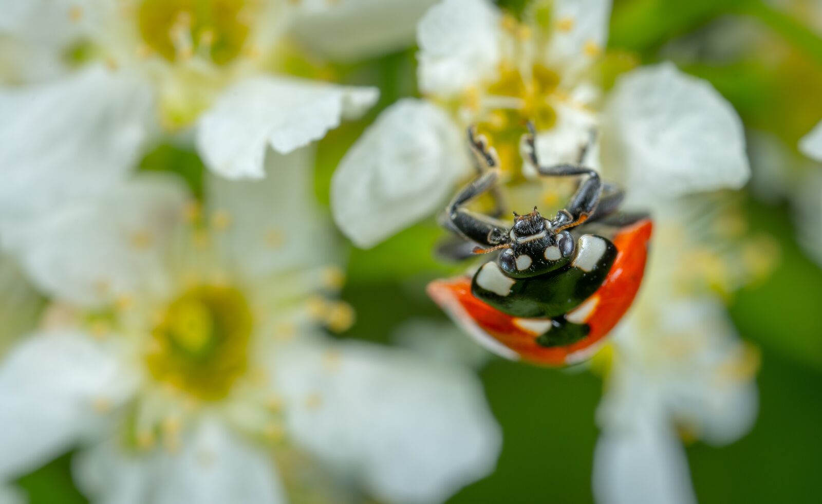 #124 65/2.8 sample photo. Insect, macro, beetle photography