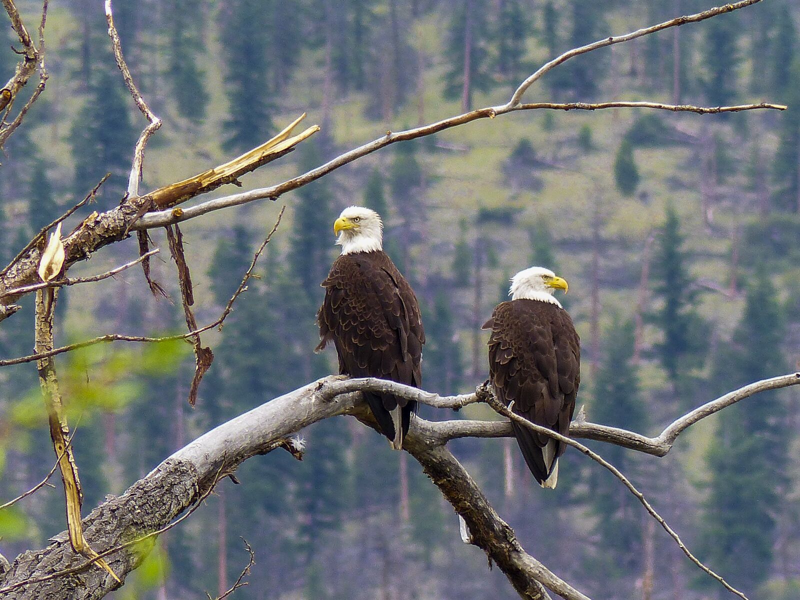 Panasonic Lumix DMC-FZ200 sample photo. Bald eagle, raptor, predator photography