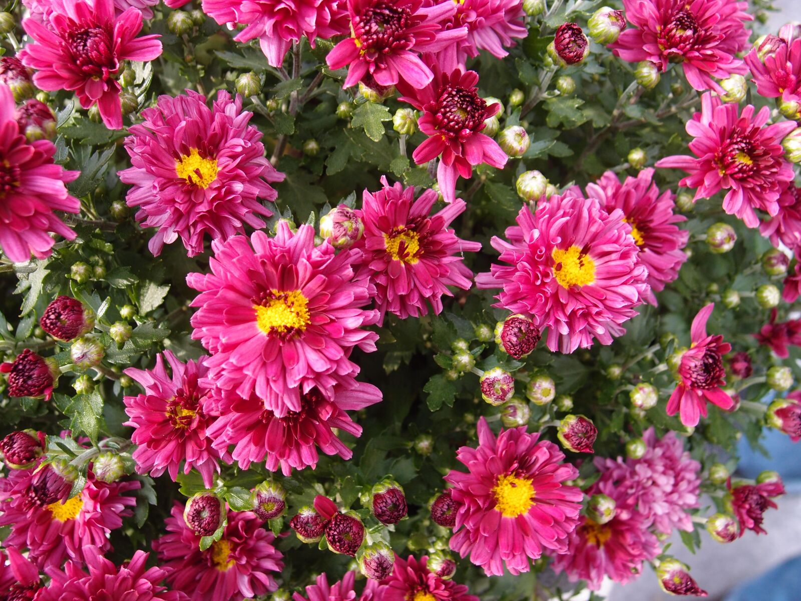 Olympus XZ-1 sample photo. Chrysanthemum, flowers, pink photography