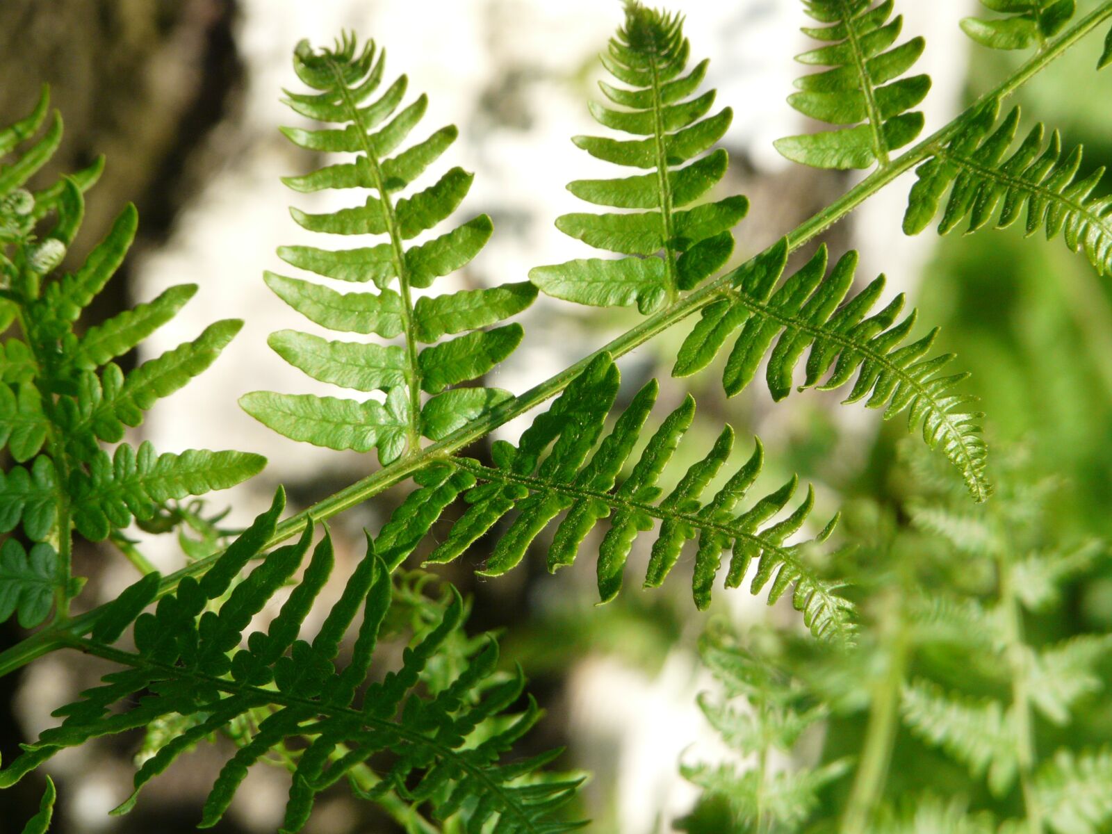 Panasonic DMC-FZ18 sample photo. Fern, bracken, leaf detail photography