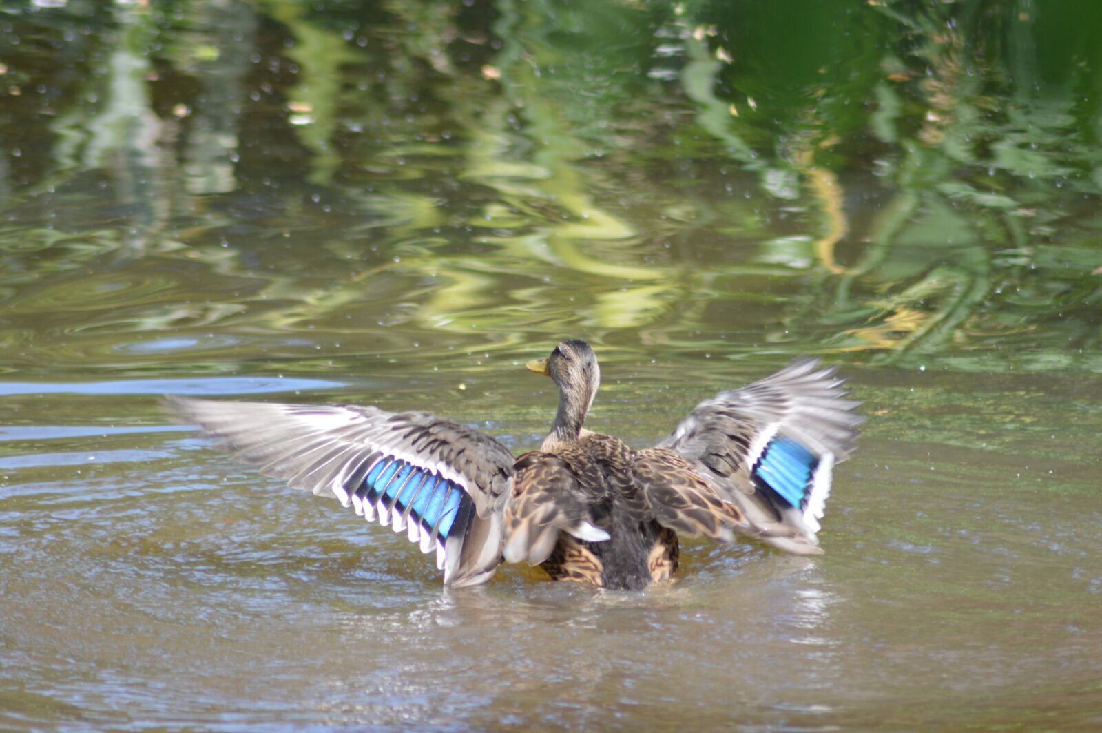 Nikon D3200 sample photo. Teal, lake, water photography