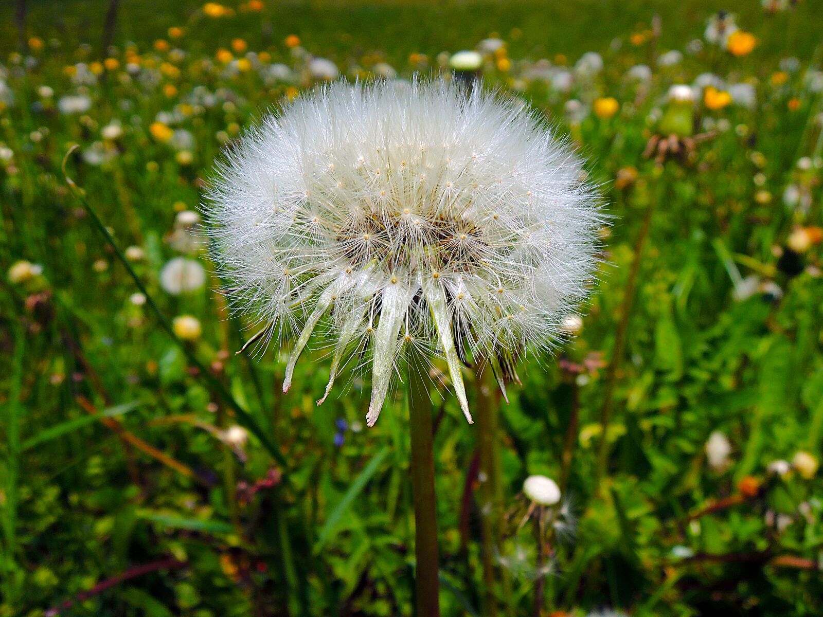 Nikon Coolpix P310 sample photo. Dandelion, withered, nature photography