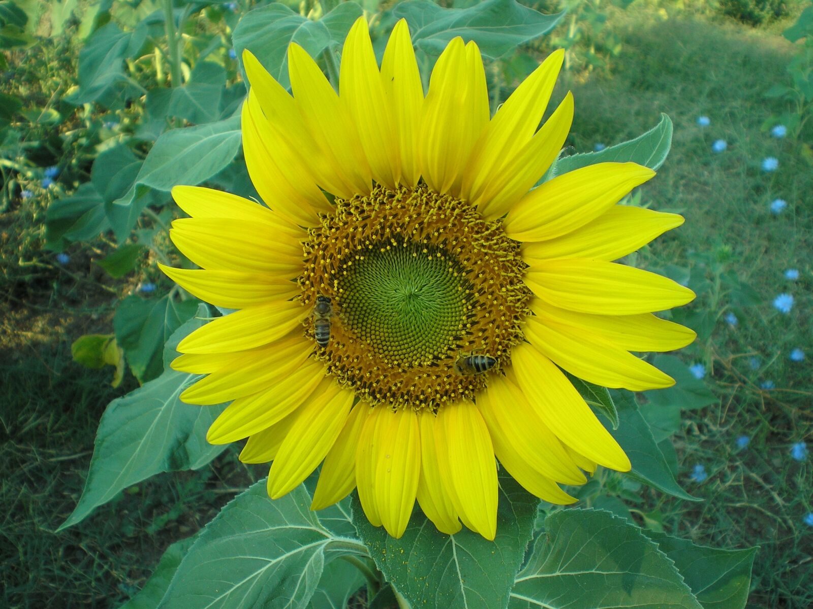 Olympus FE-140,X-725 sample photo. Flower, anthi, iliosporos photography
