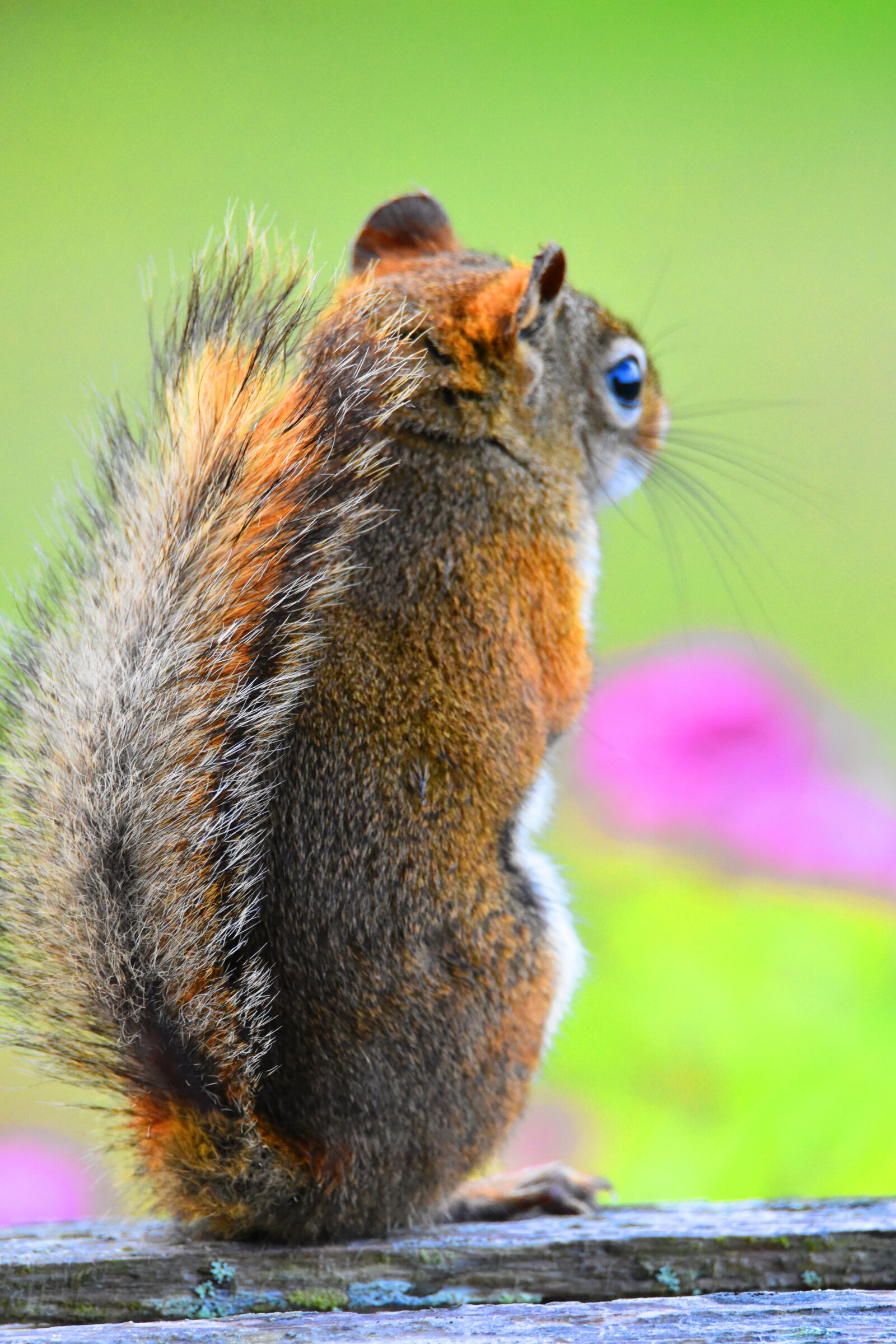 Nikon D3400 sample photo. Squirrel, canada, banff photography