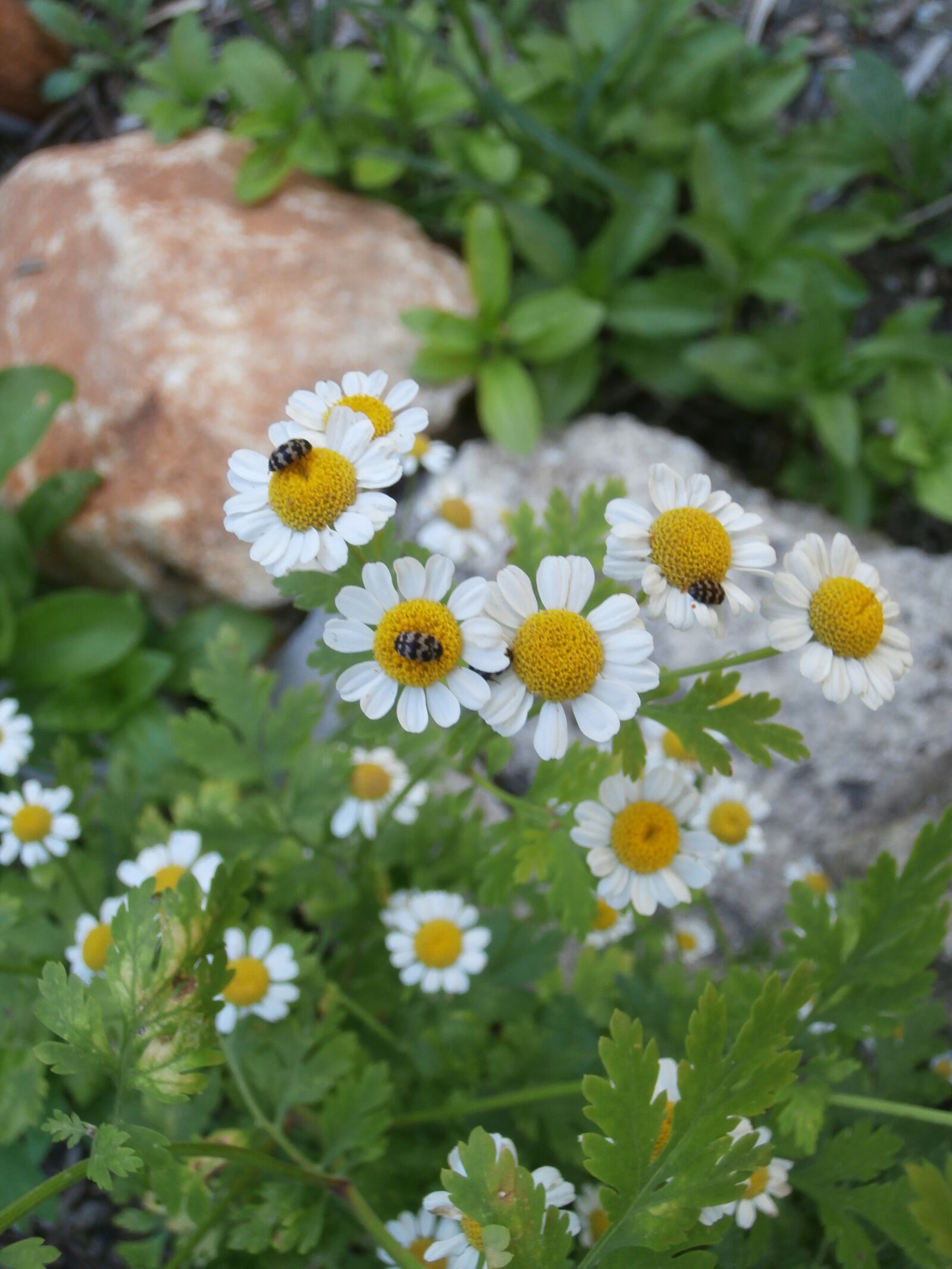 Olympus VR340,D750 sample photo. Chamomile, insects, garden photography