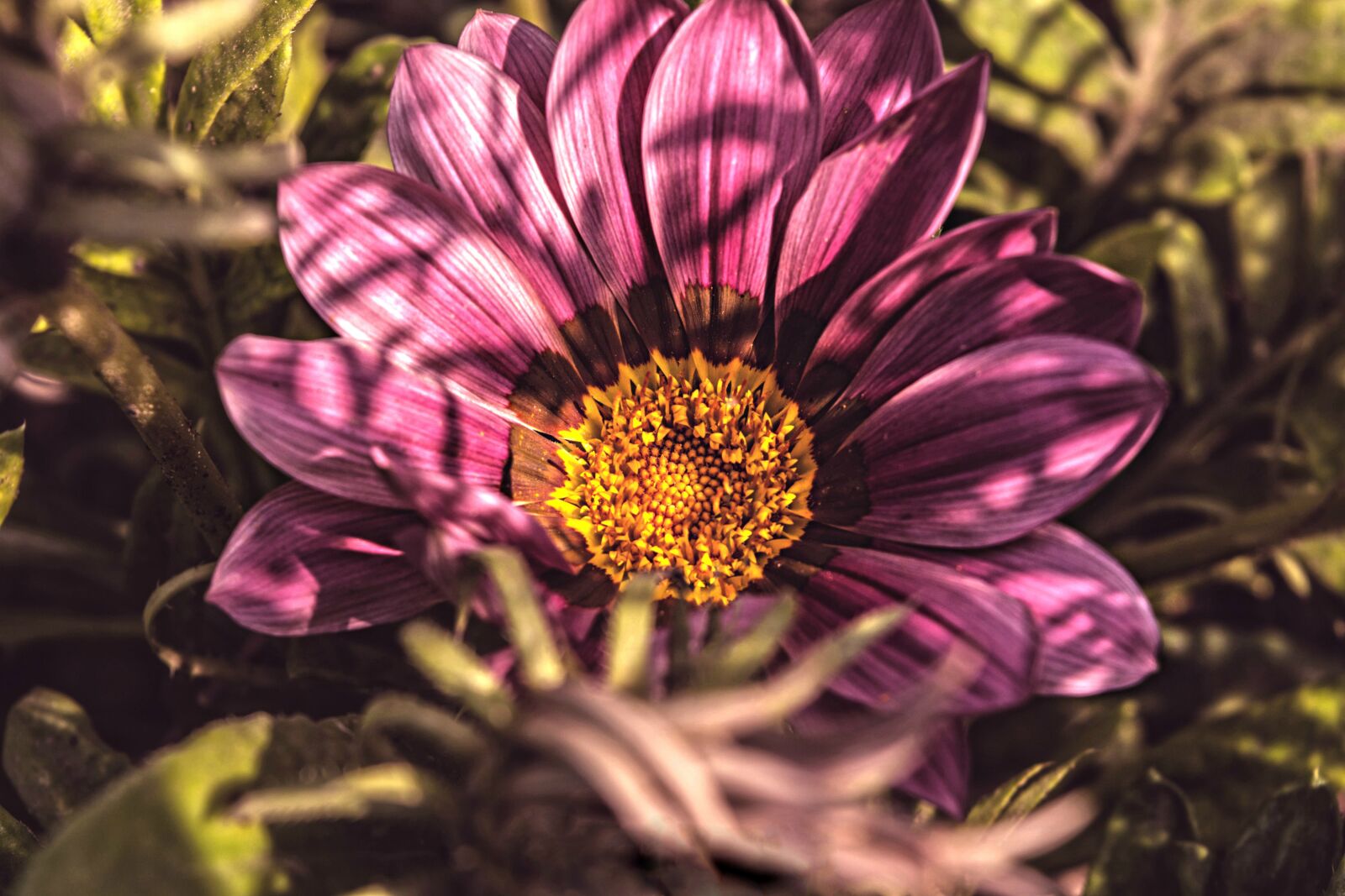 Nikon D7100 sample photo. Flower, plant, nature photography