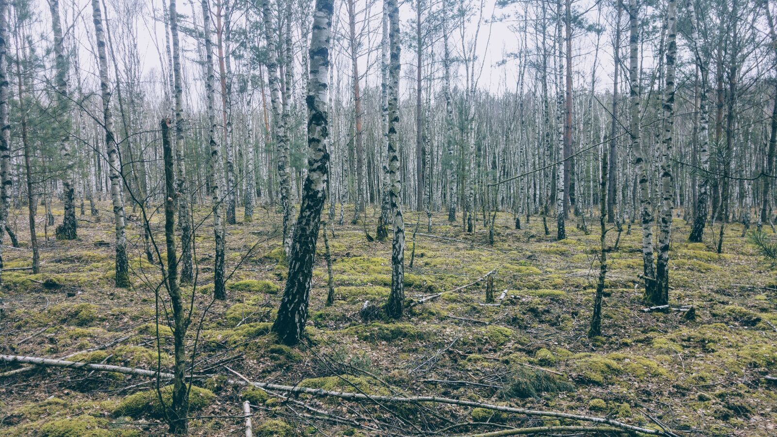 LG G4 sample photo. Germany, brandenburg, forest photography