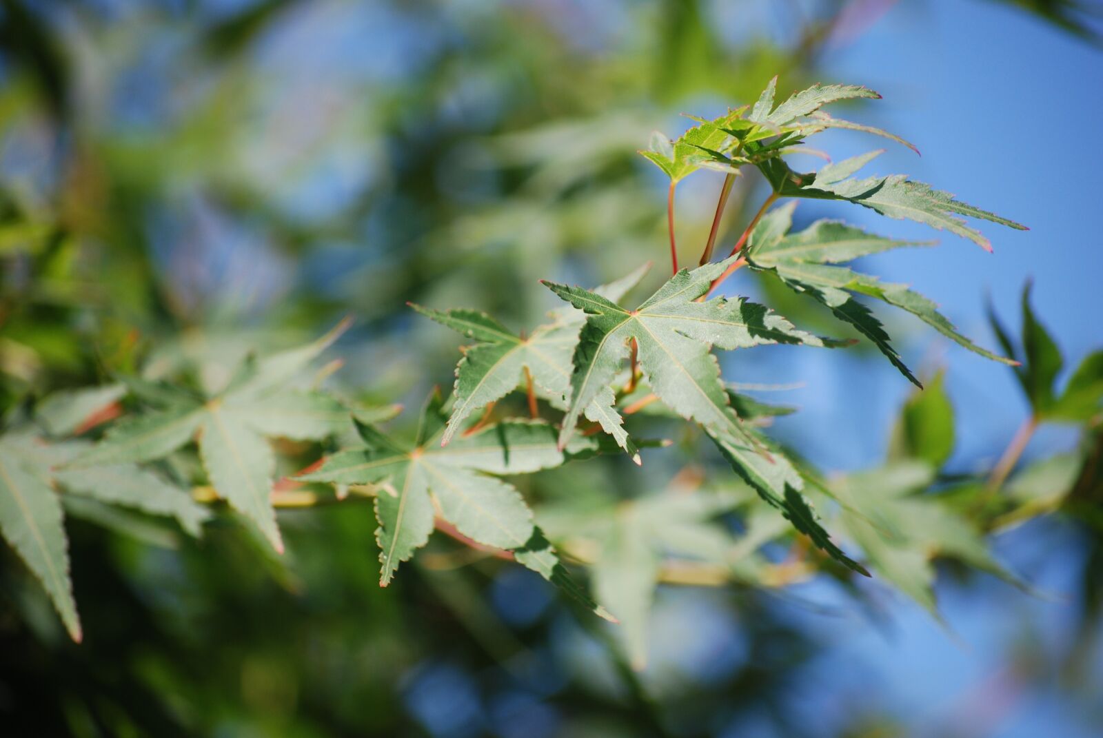 Nikon D60 sample photo. Maple, garden, leaves photography