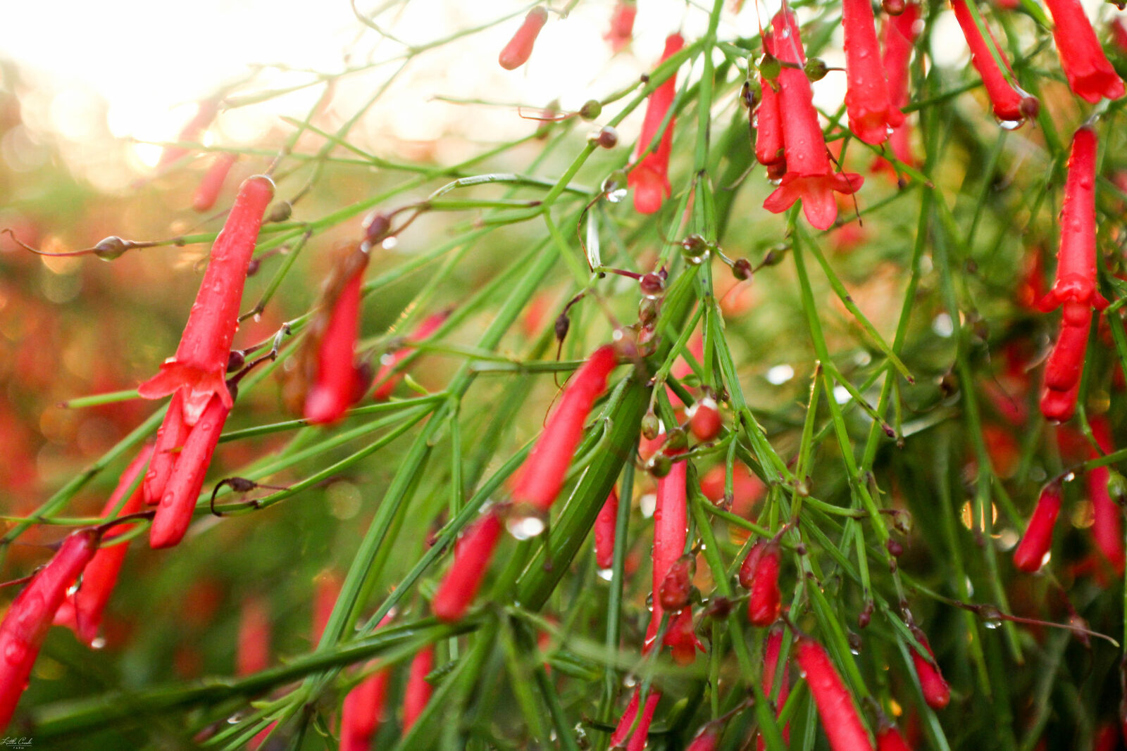 Canon EOS 1200D (EOS Rebel T5 / EOS Kiss X70 / EOS Hi) sample photo. Beautiful, flowers, dew, flowers photography