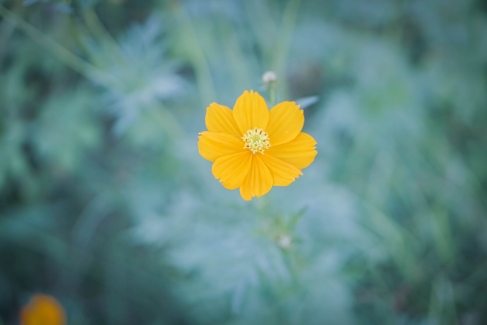 E 50mm F1.8 OSS sample photo. Seeds, pointed flower, meadow photography