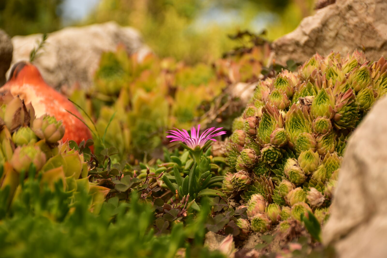 Nikon D5500 sample photo