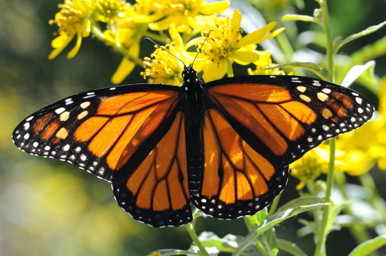 Nikon D300S sample photo. Monarch butterfly, up-close, macro photography