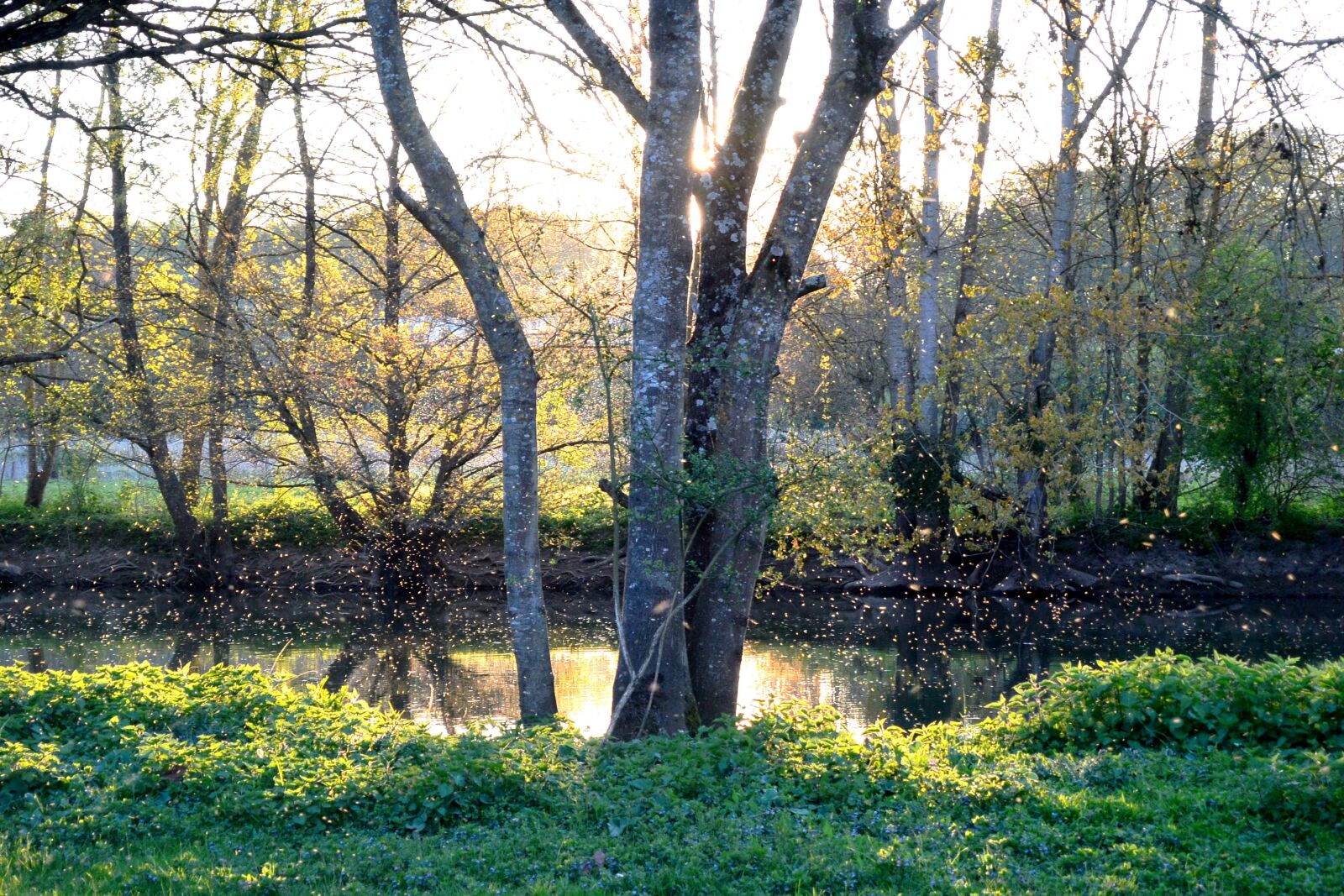 Nikon 1 V2 sample photo. River, bank, sunset photography