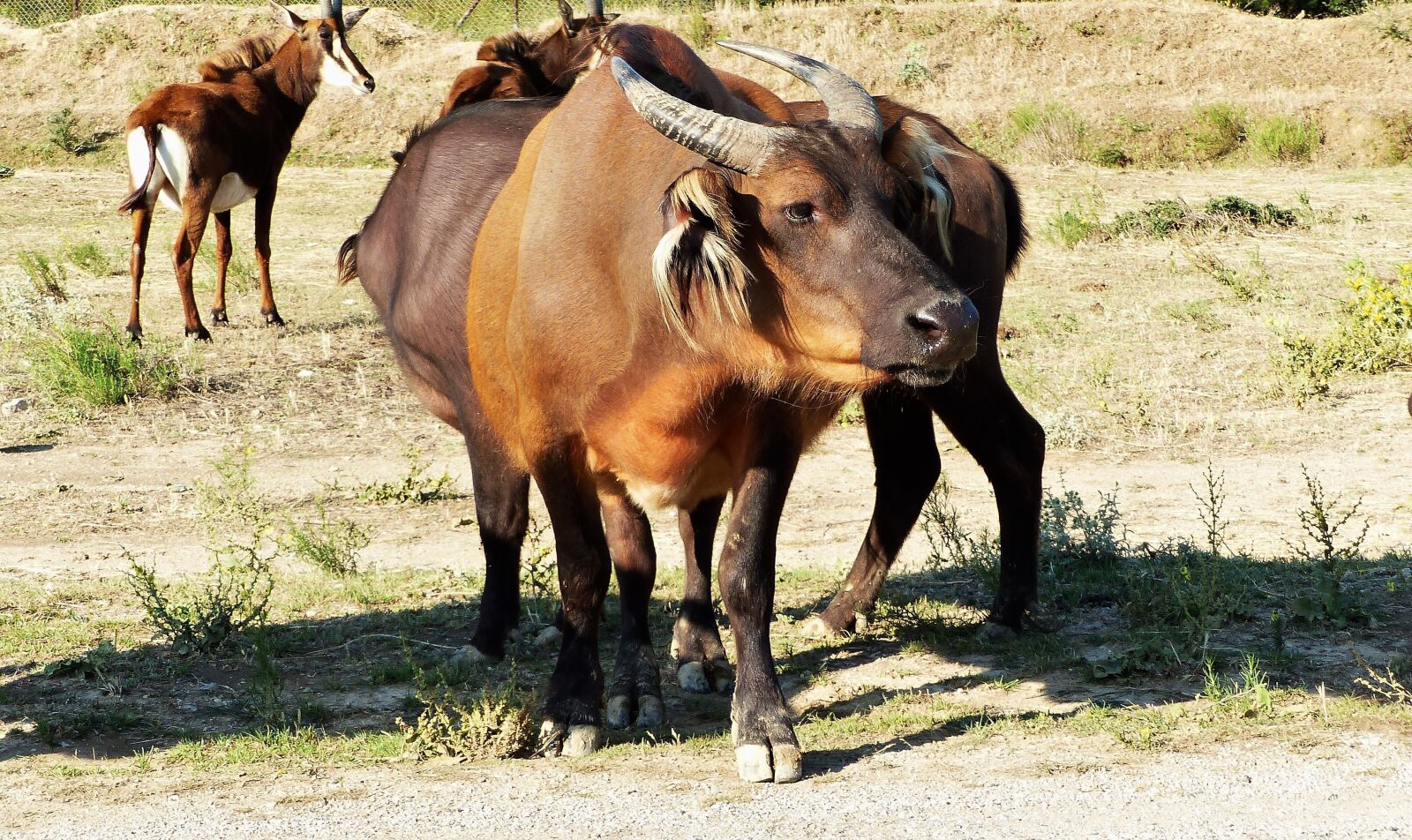 Panasonic Lumix DMC-FZ200 sample photo. Animals, buffalo, savanna mammals photography