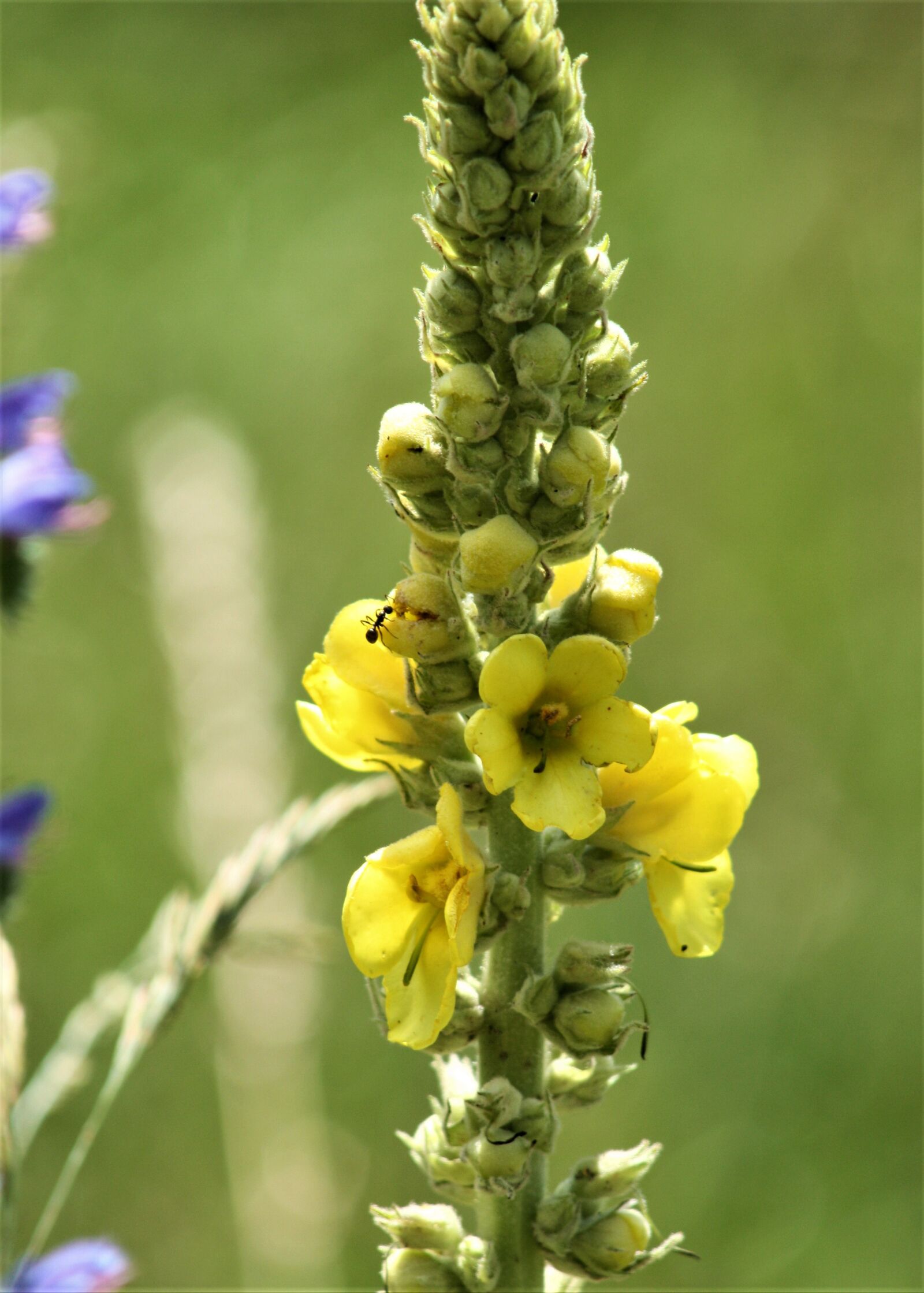 Canon EOS 450D (EOS Rebel XSi / EOS Kiss X2) sample photo. Mullein, flower, yellow photography